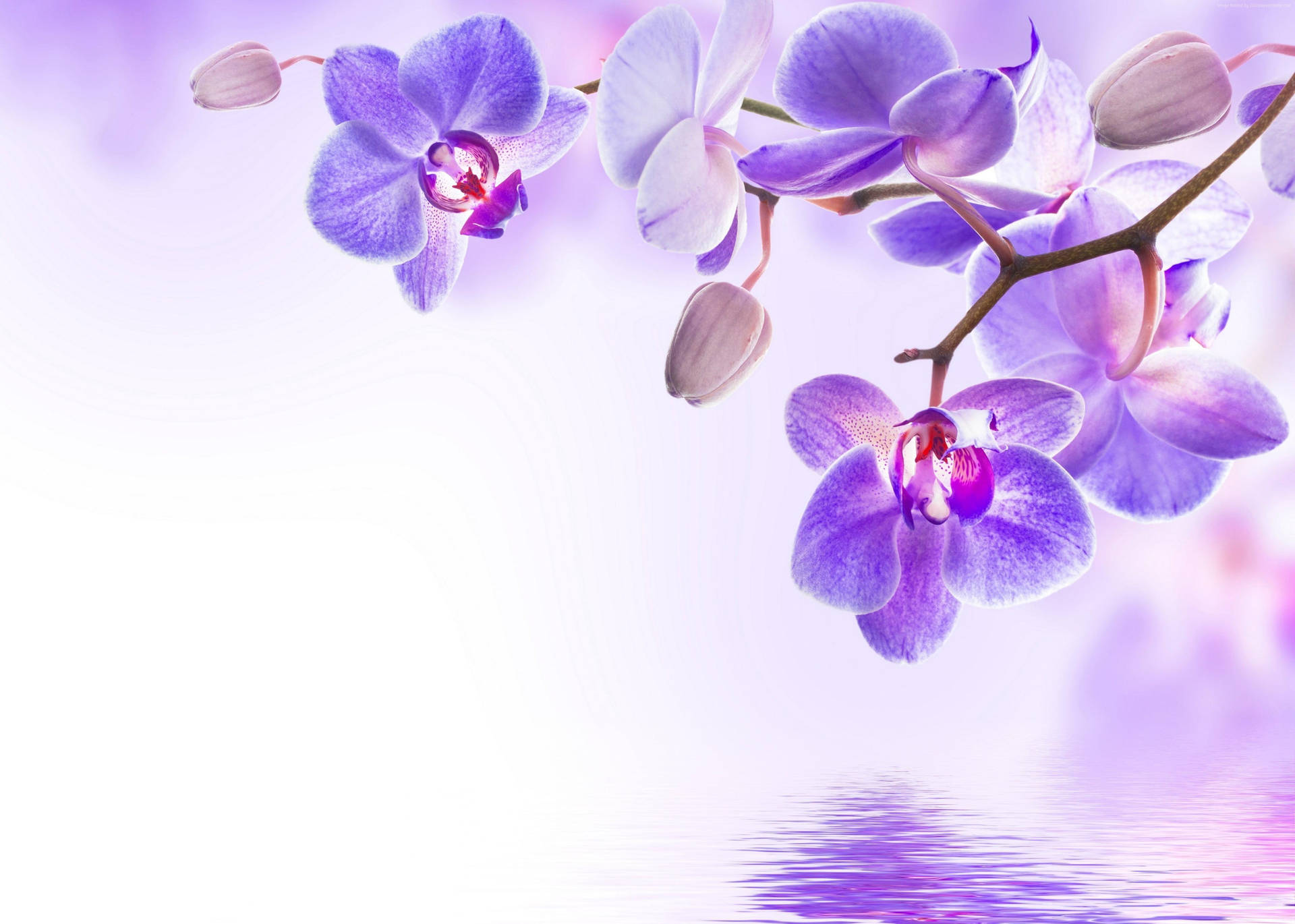 Purple Flower And Lake Artwork Background