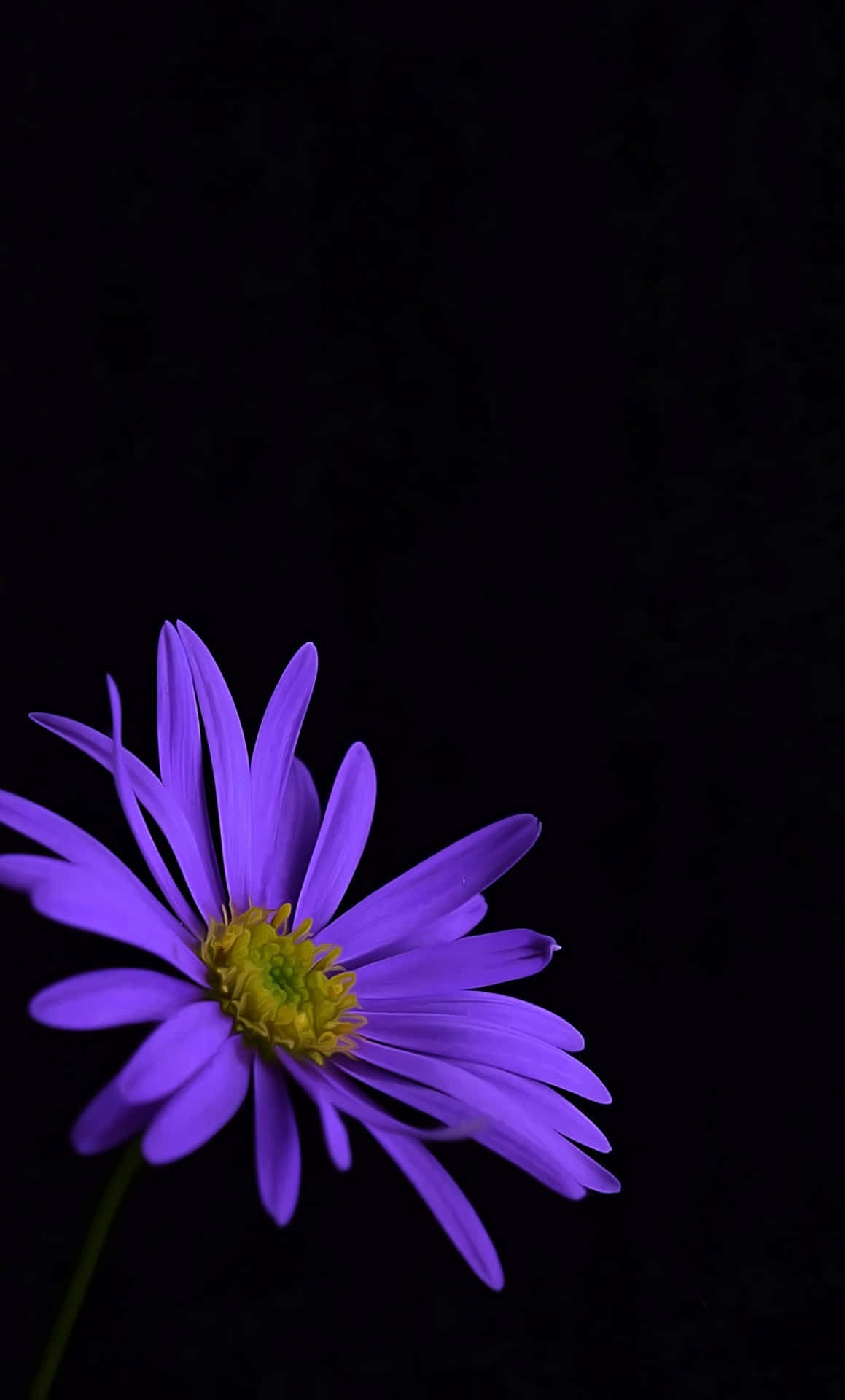 "The Radiance of a Lovely Purple Flower"