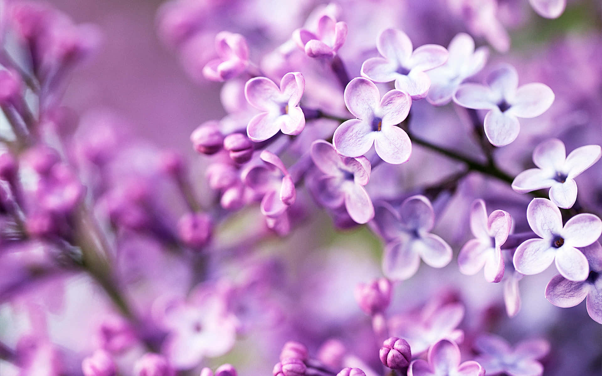 Syringa Lilac Purple Flowers Background