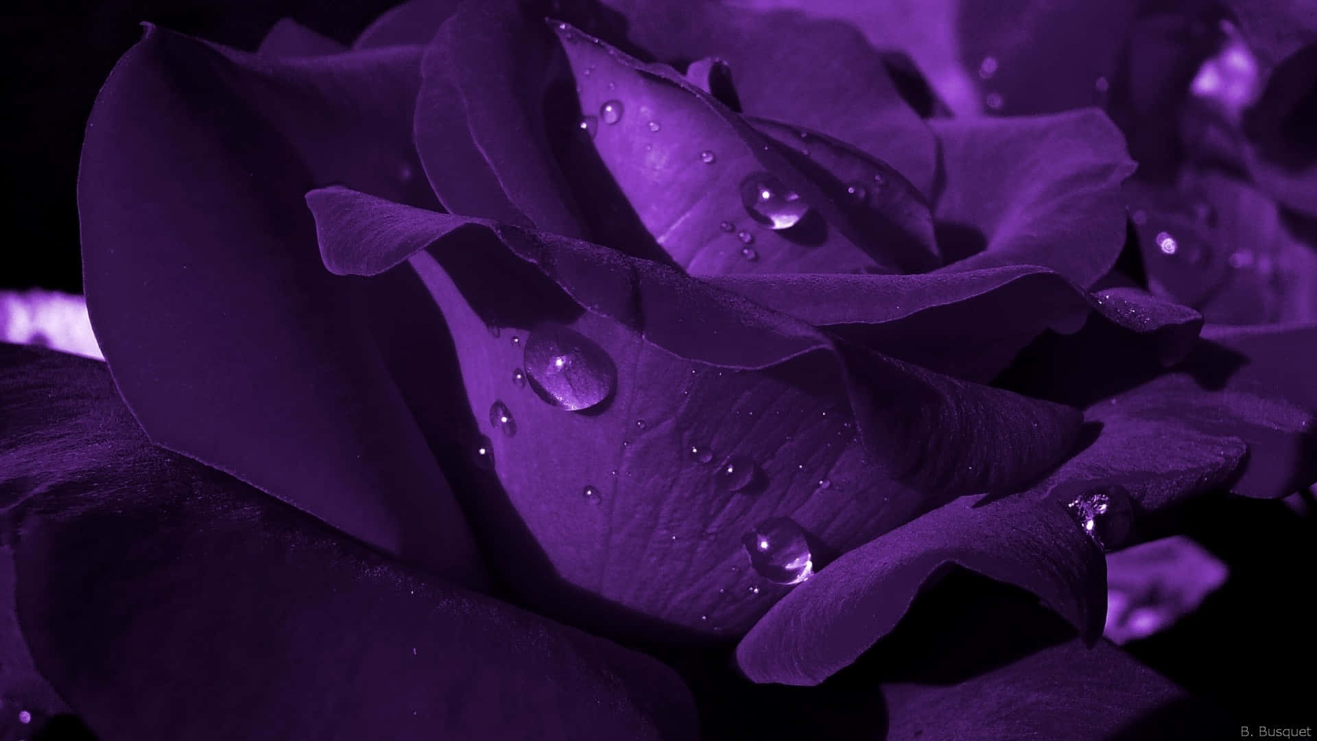 Fondode Pantalla De Pétalos De Rosa Y Flores Púrpuras