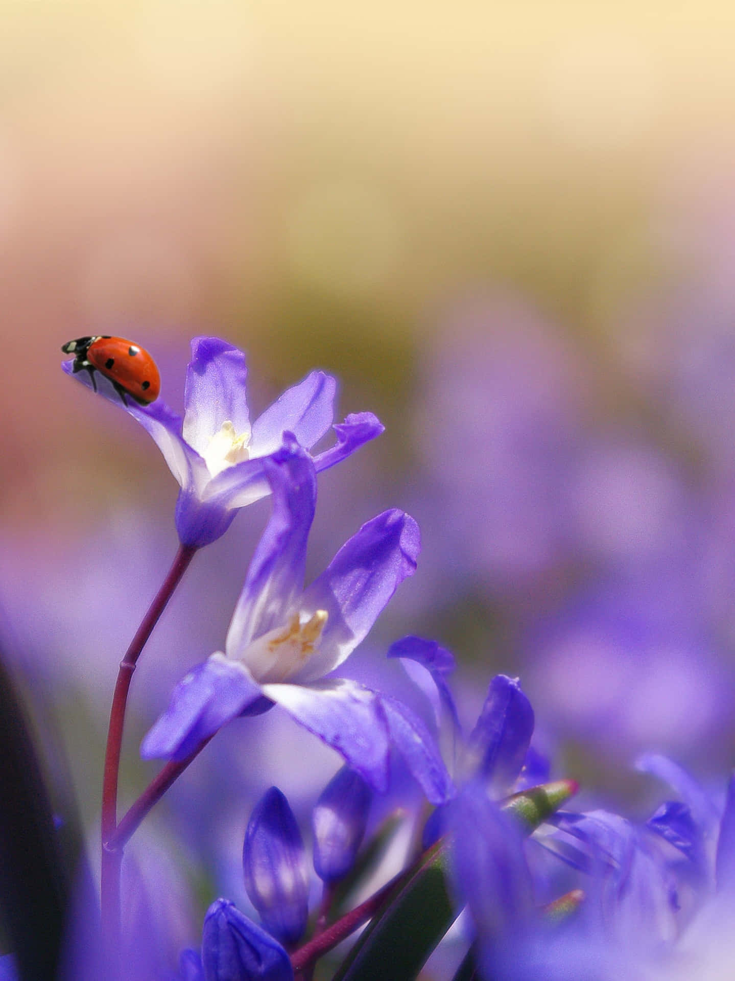 Ladybug And Purple Flowers Background
