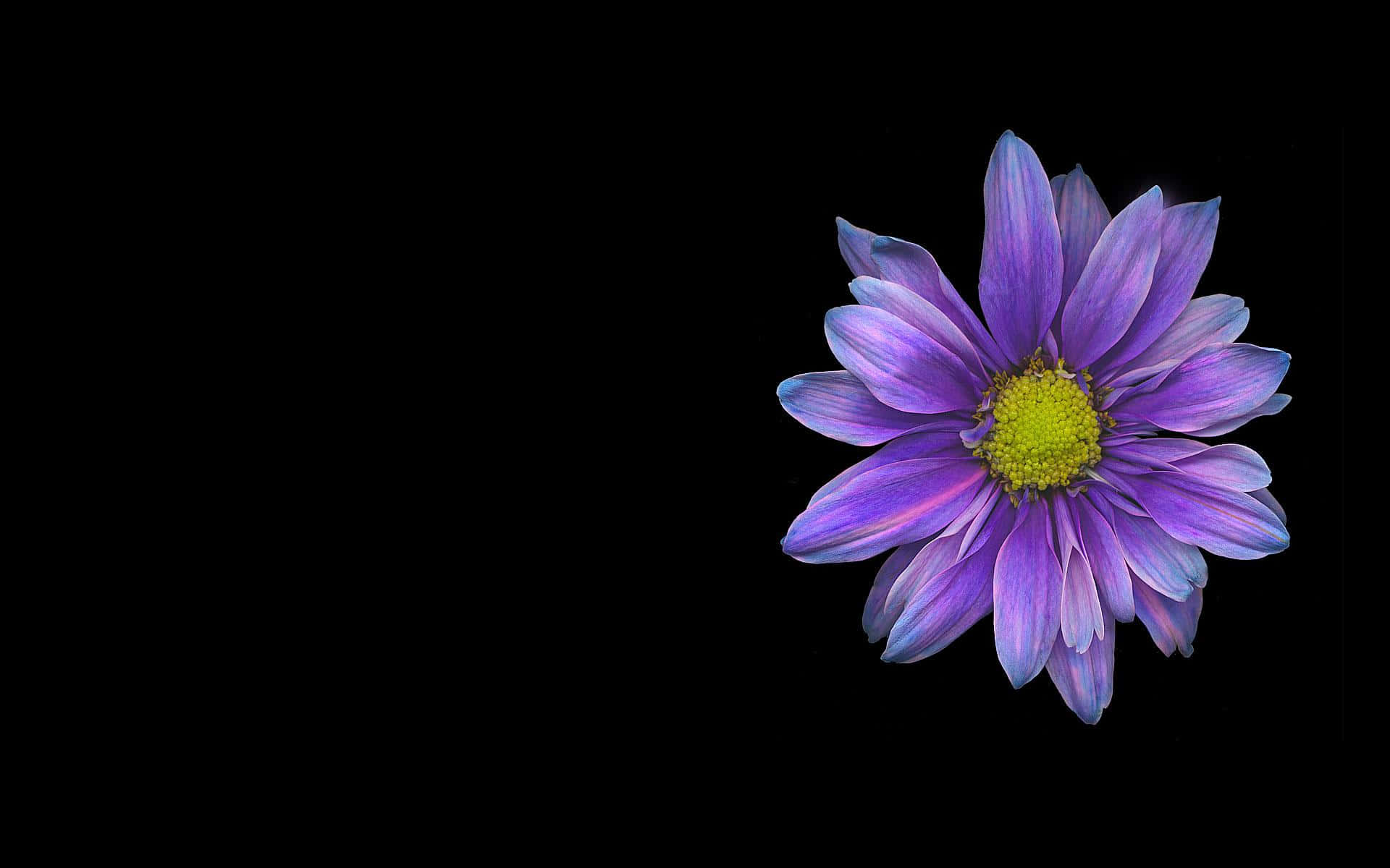 Daisy Black Purple Flower Background