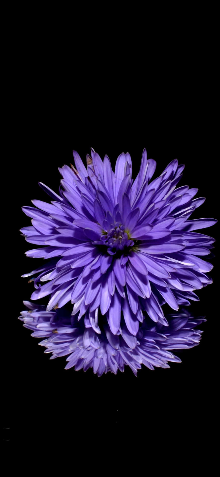Aster Black And Purple Flower Background