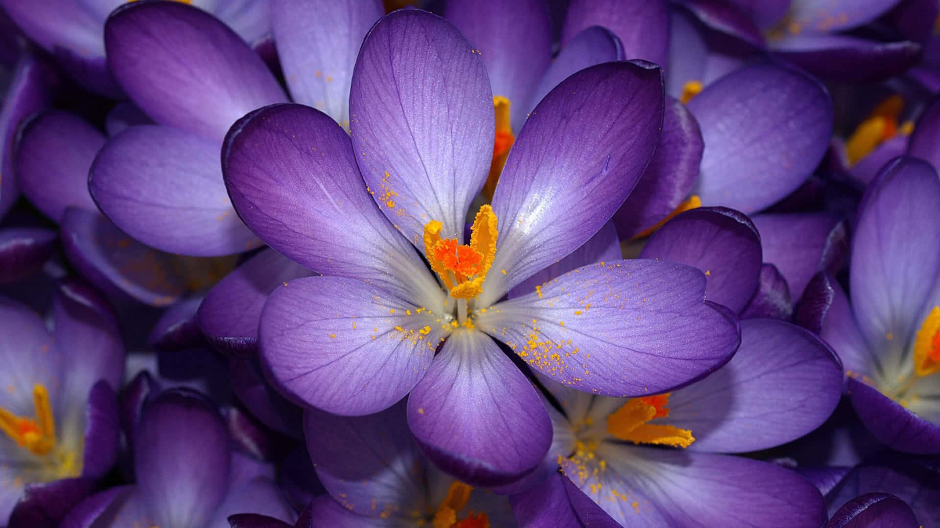 Crocusgelbes Und Violettes Blumenhintergrund