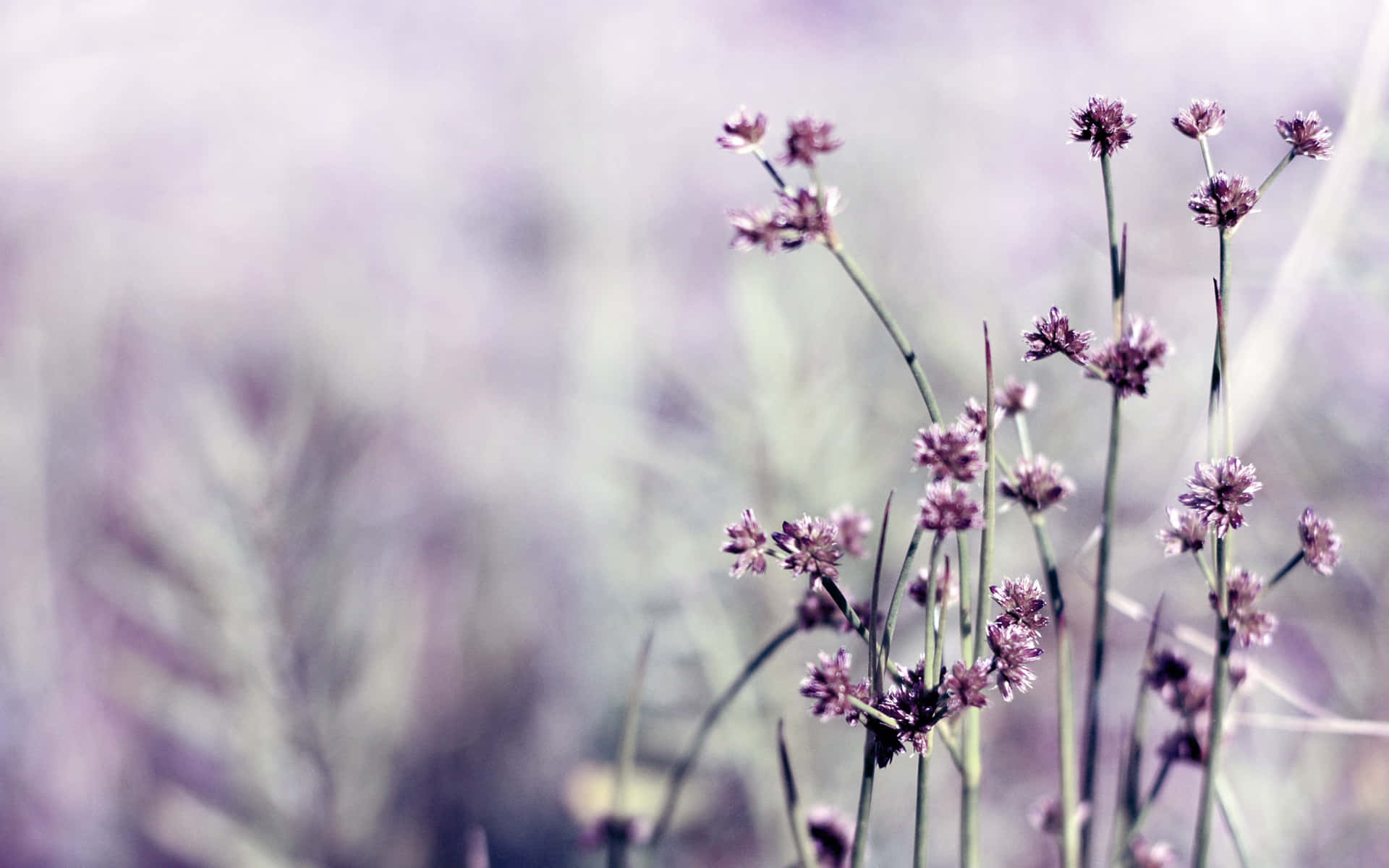 Cute Little Purple Flowers Background