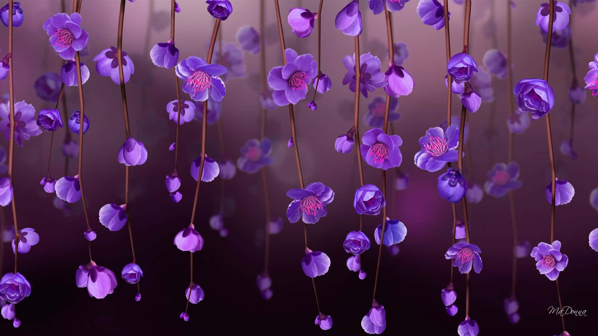 Fondode Pantalla Con Hermosas Flores Colgantes De Color Púrpura.
