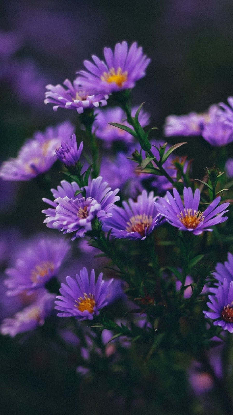 Tiny Aster Purple Flowers Background