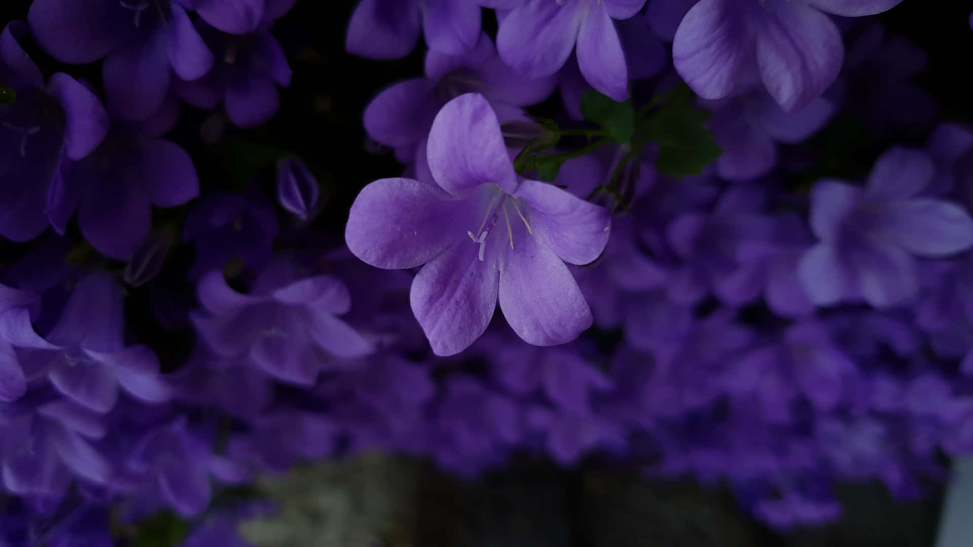 Unprimer Plano De Una Flor Púrpura Vibrante