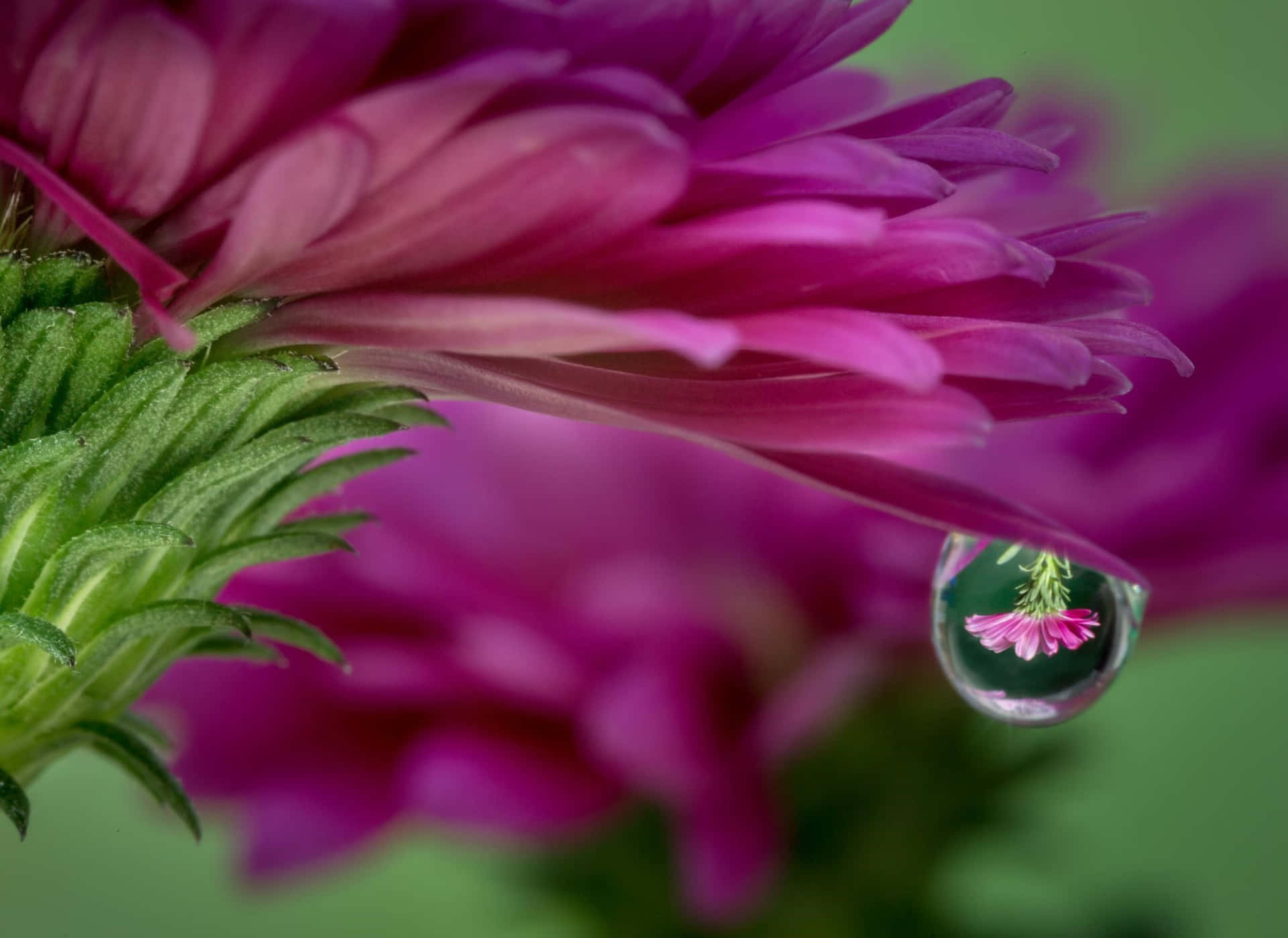 Blütenwassertröpfchen Hintergrund Lila Blumen