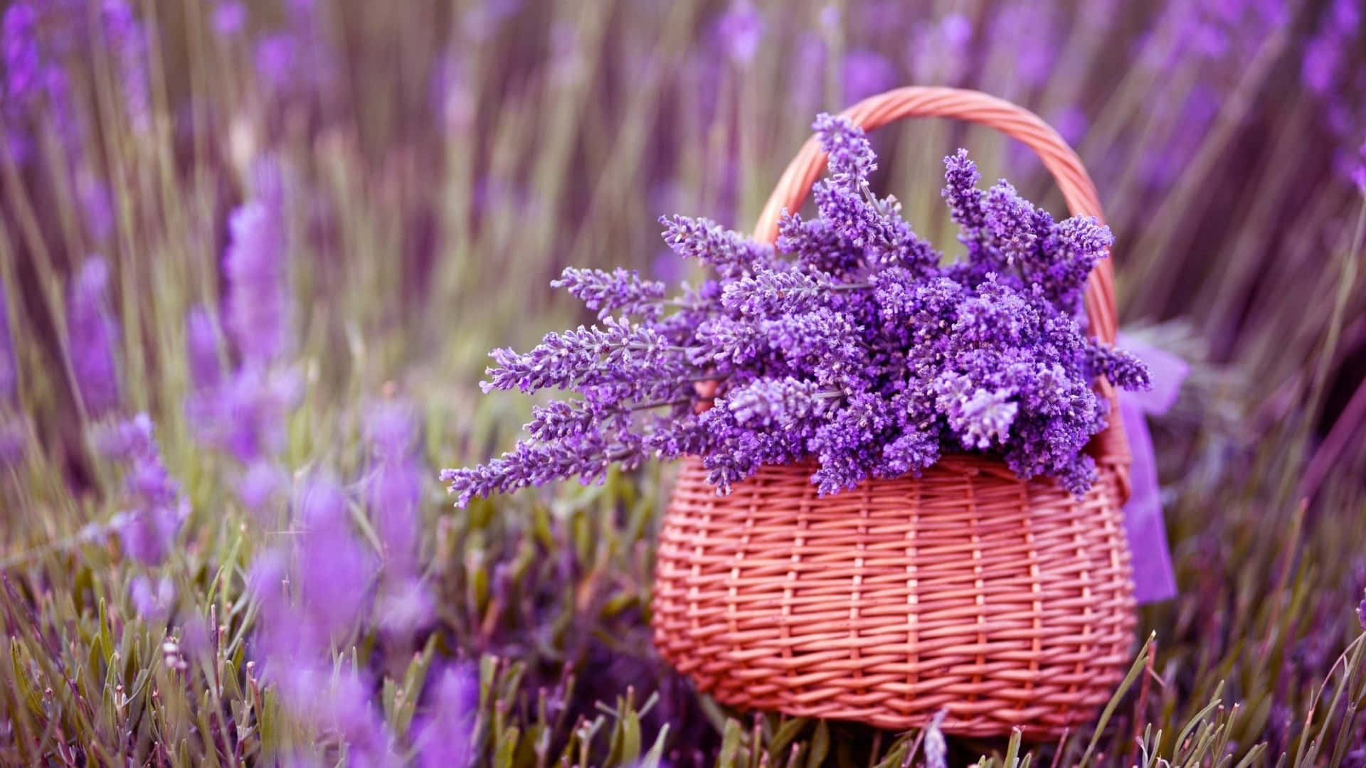 Lavender In Basket Purple Flowers Background