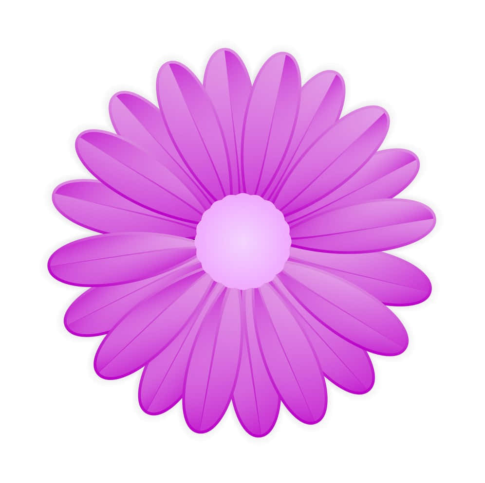 Vector Daisy Purple Flower Background