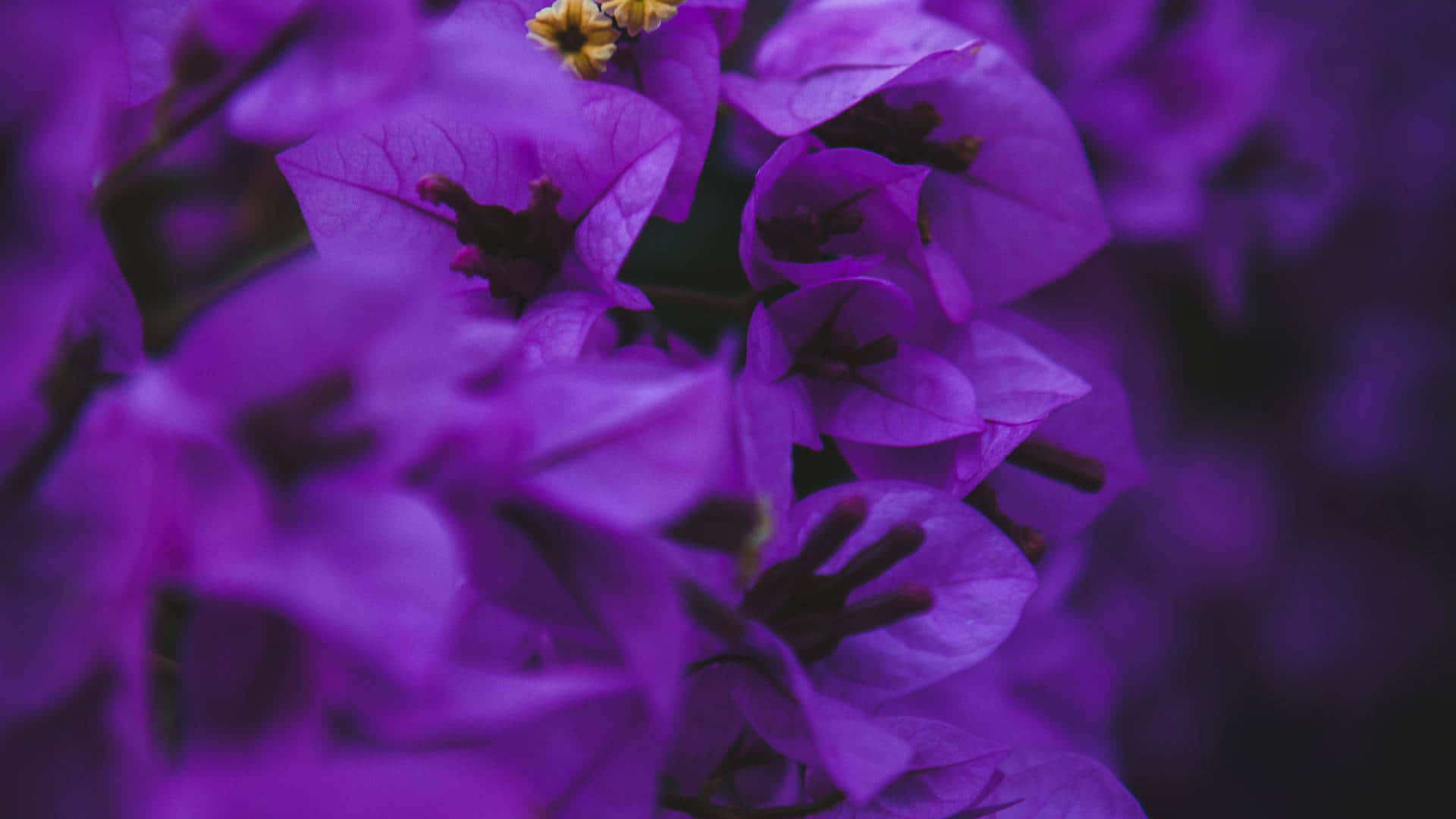 Fondode Pantalla Con Flores Púrpuras En Racimos De Buganvillas.