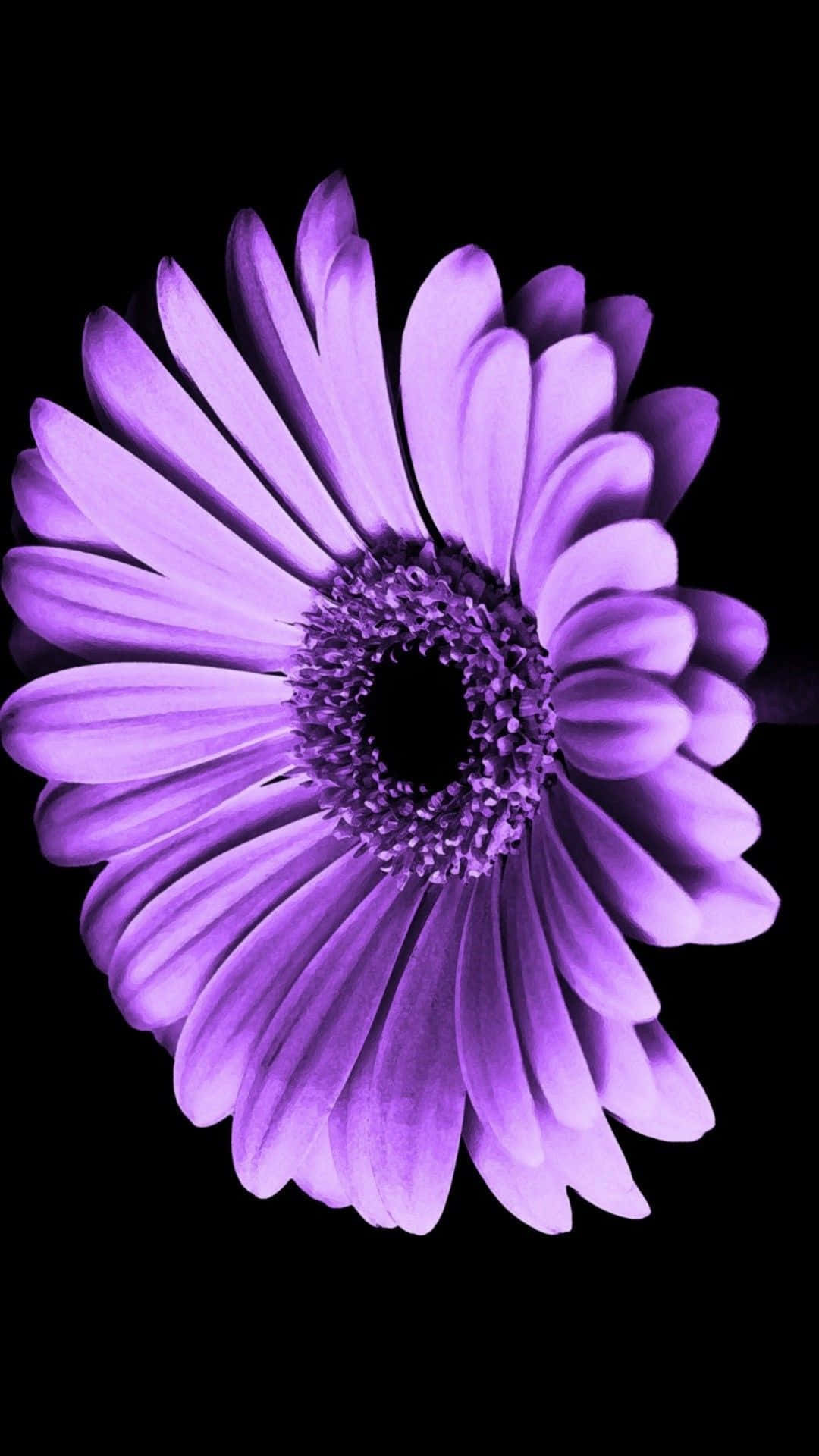 Barberton Daisy Purple Flower Background