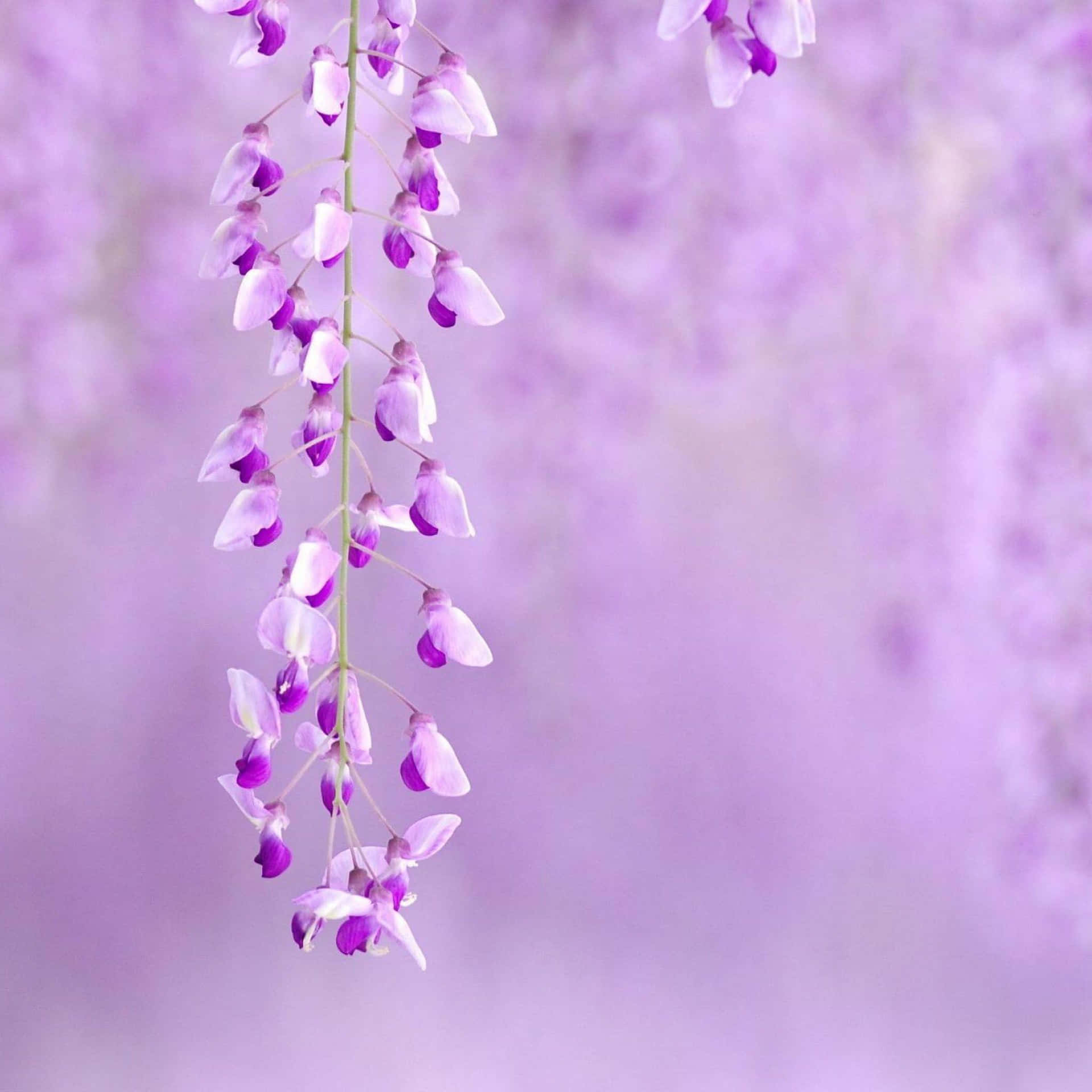 Et enkelt, men imponerende billede af en smuk lilla blomst.