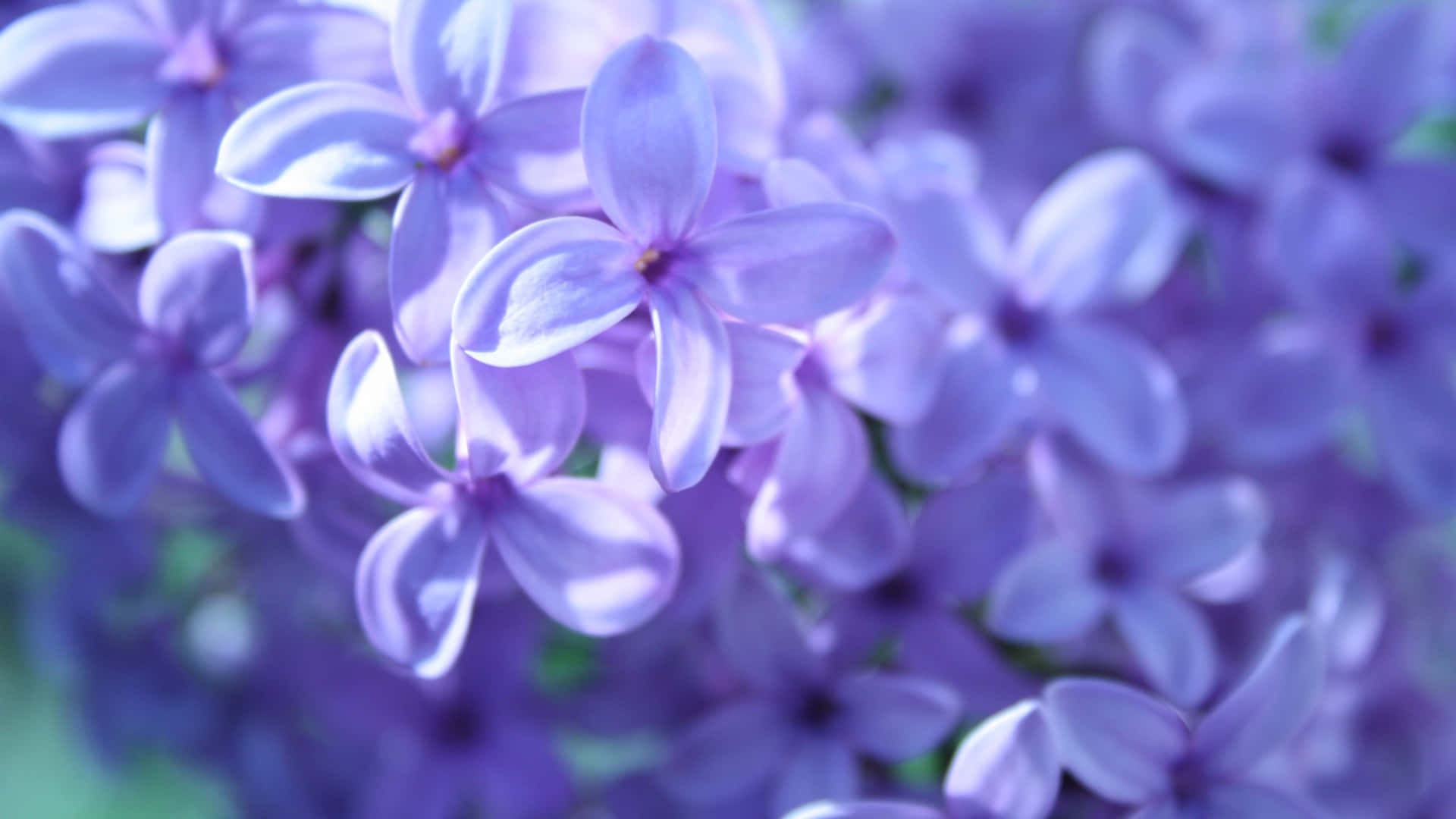 Tiny Lilac Purple Flowers Background