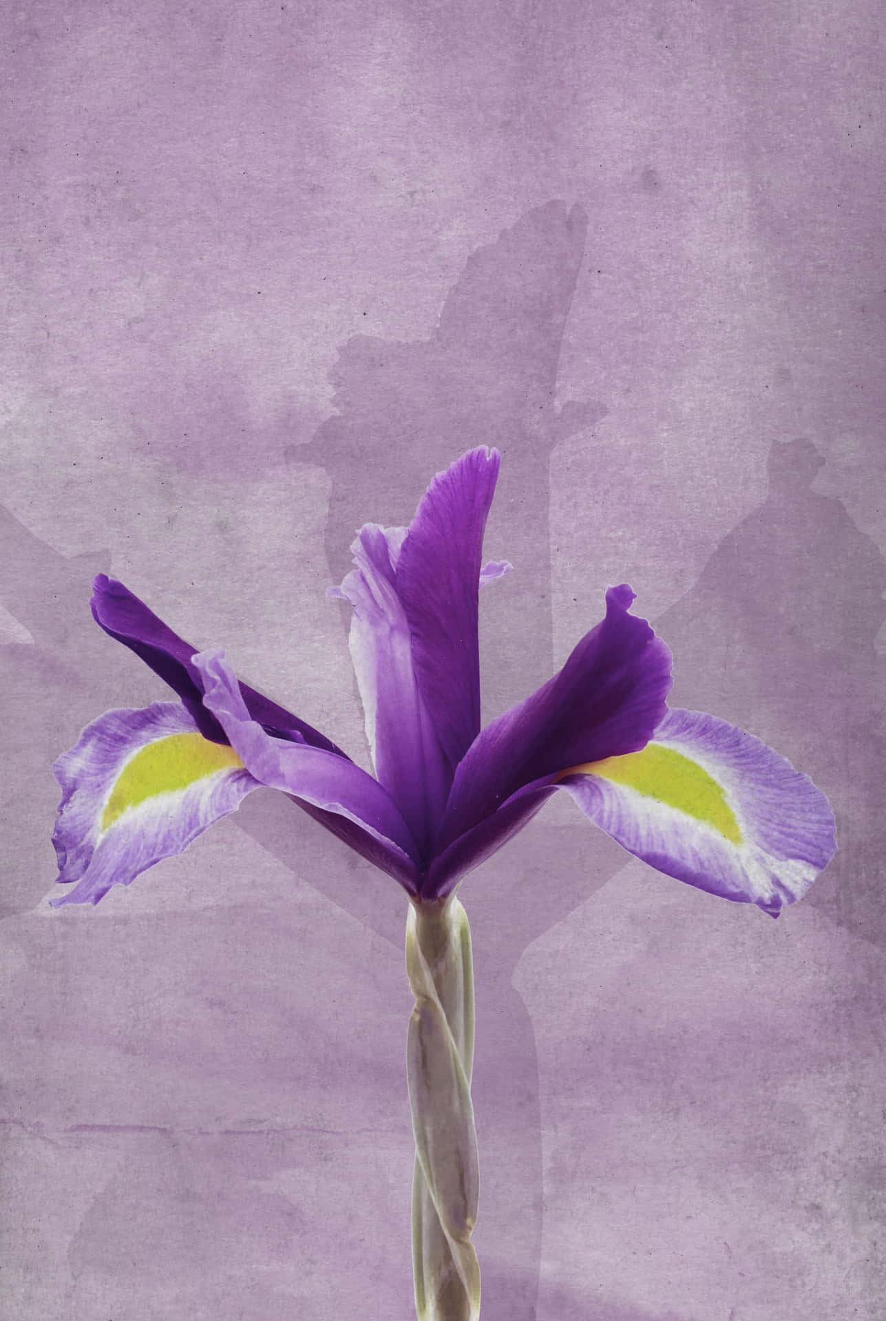 Einewunderschöne Lila Blume, Die In Ihrer Vollen Pracht Blüht.