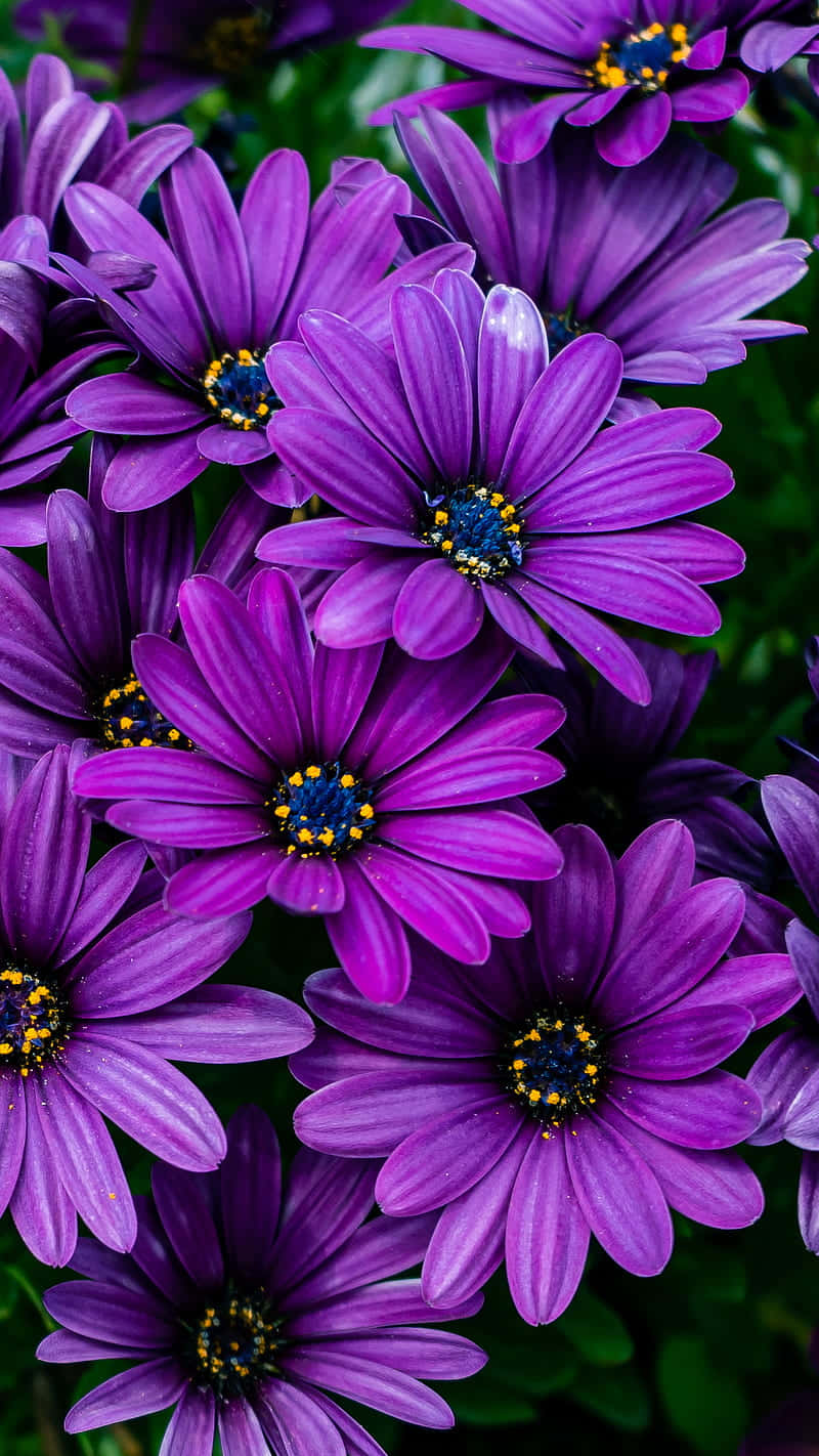 A solitary purple flower stands out against a crisp background