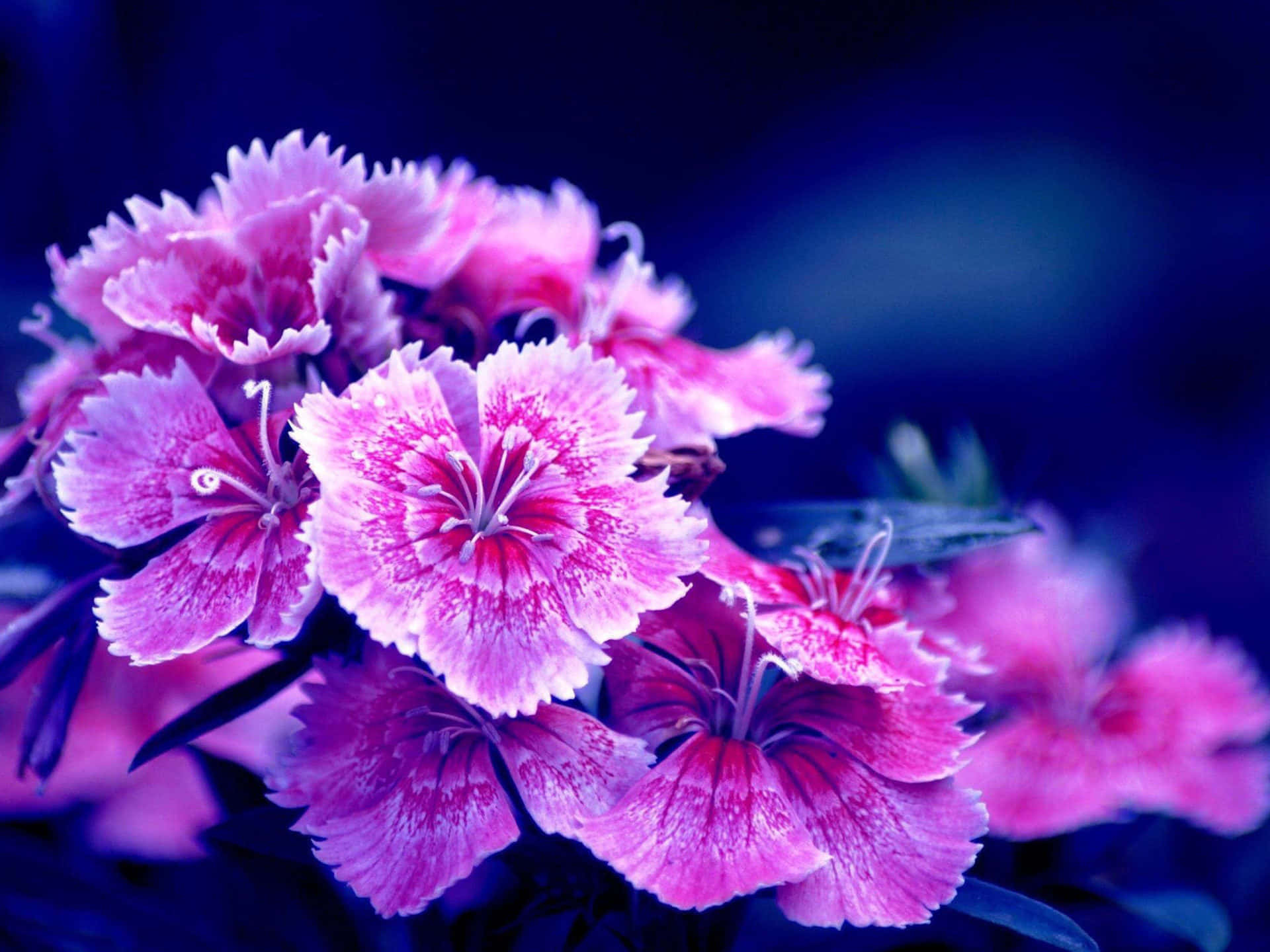 Turkish Carnation Purple Flowers Background