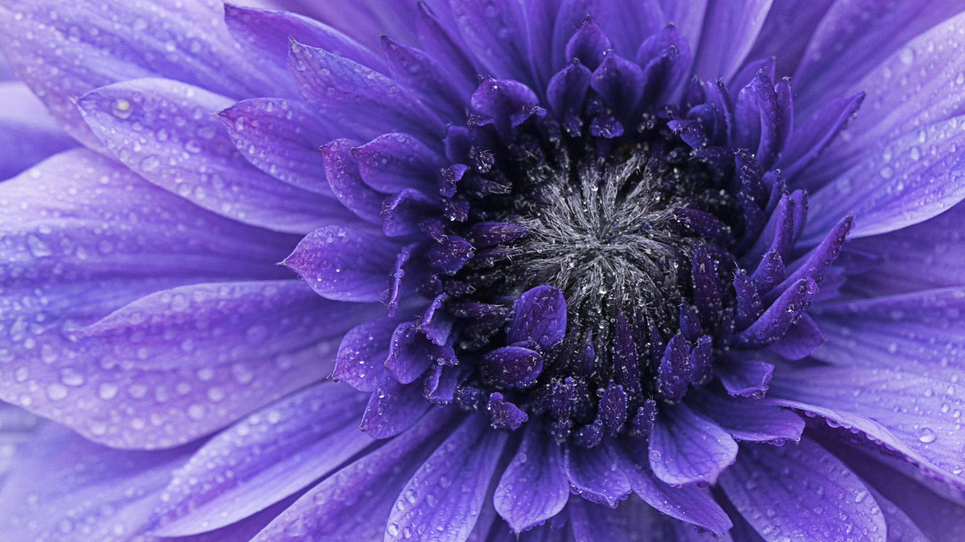 Purple Flower Black Center Close-Up Wallpaper