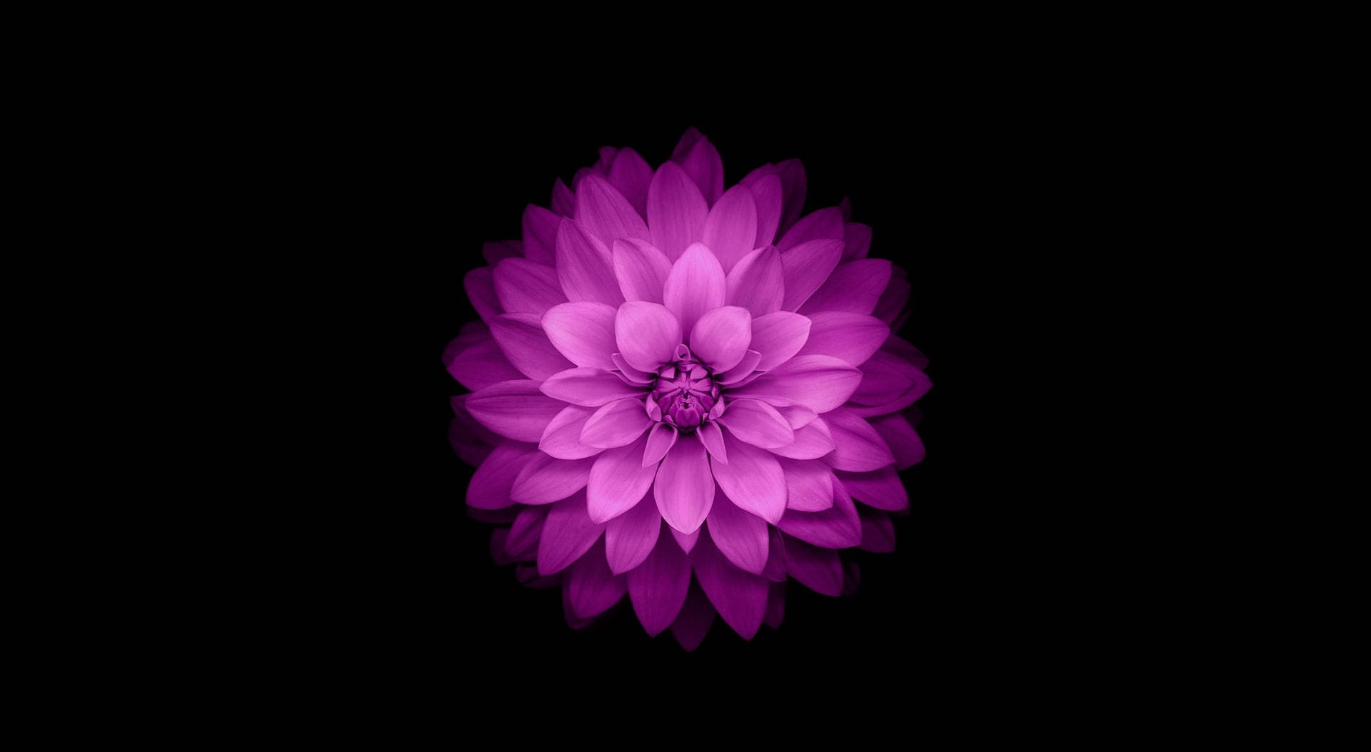 Purple Flower Black Mac Wallpaper