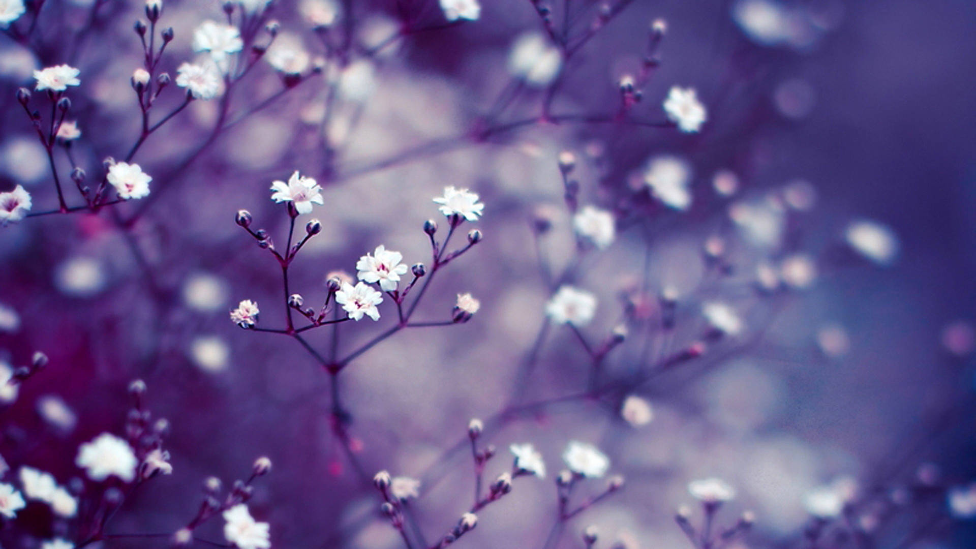 Purple Flower Blossoms On Tree Background