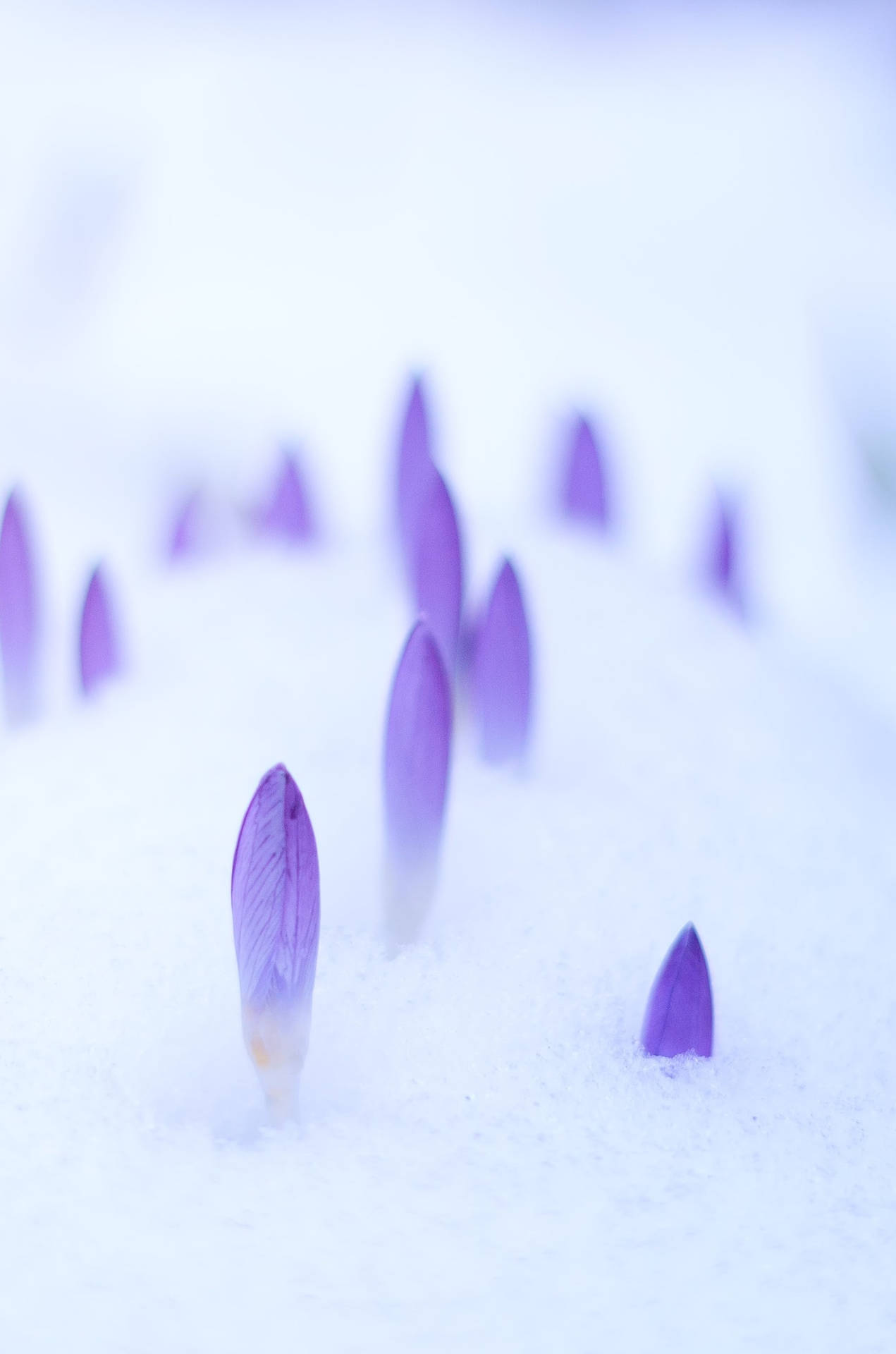 Purple Flower Buds In Winter Season Iphone Wallpaper
