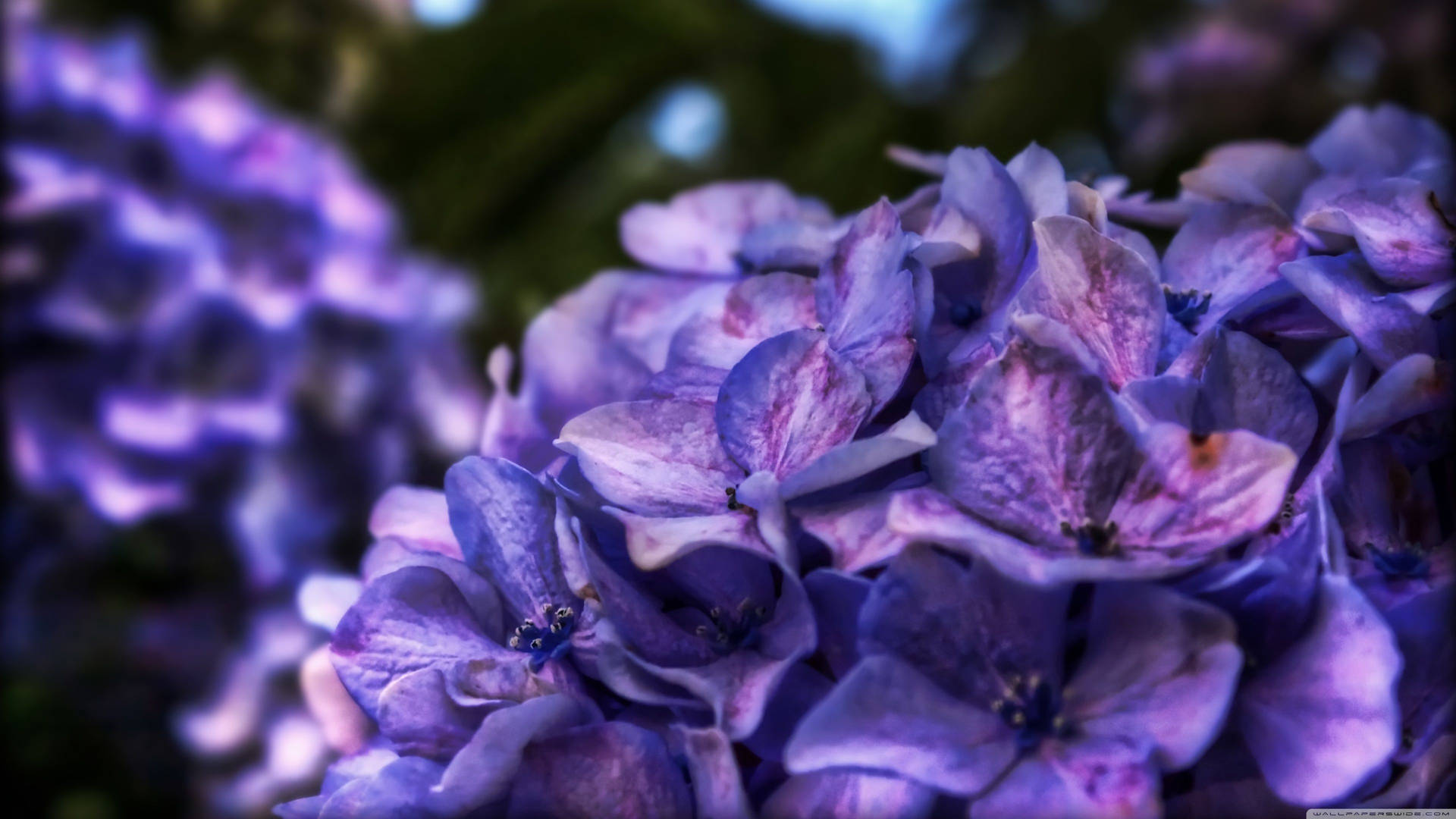Purple Flower Bush Bunches Background