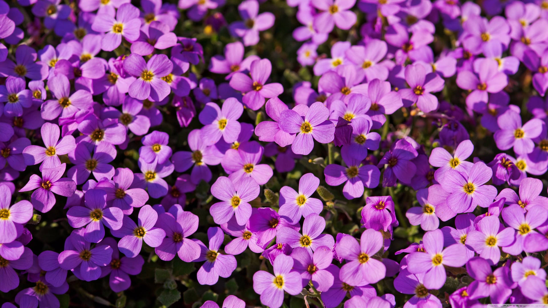 Bushdi Fiori Viola In Primo Piano Sfondo