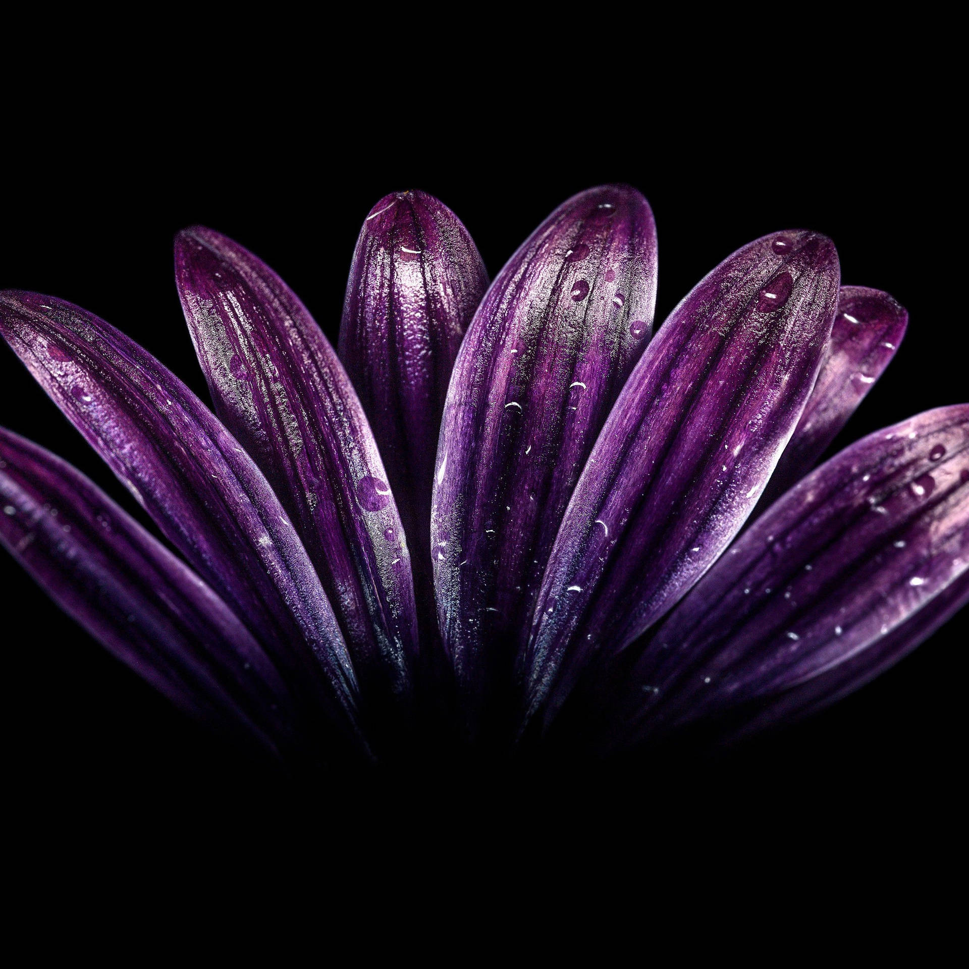 Violetteblume Nahaufnahme Der Blütenblätter Wallpaper