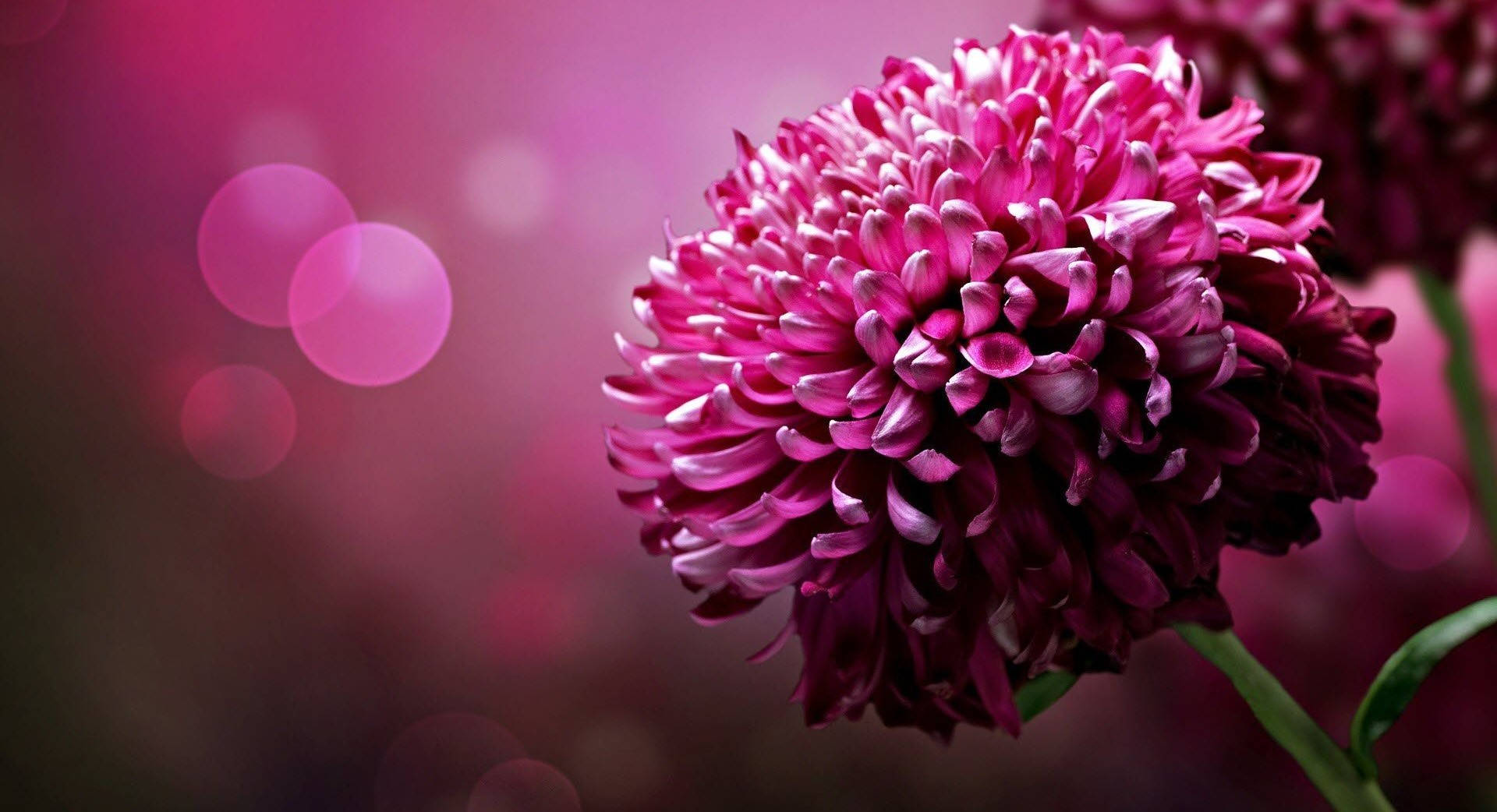 Focused Purple Flower Desktop Wallpaper
