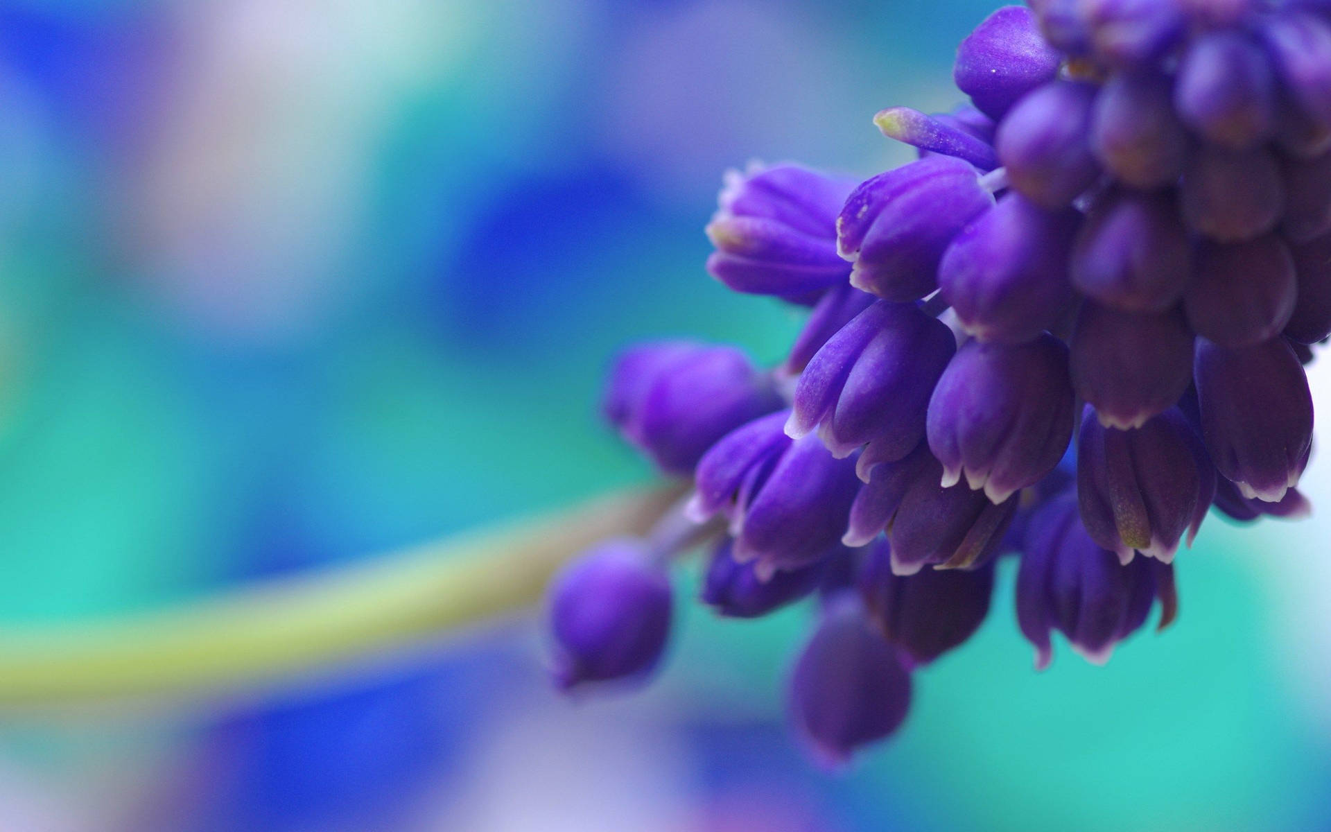 Purple Flower Against A Blurry Background Desktop Wallpaper