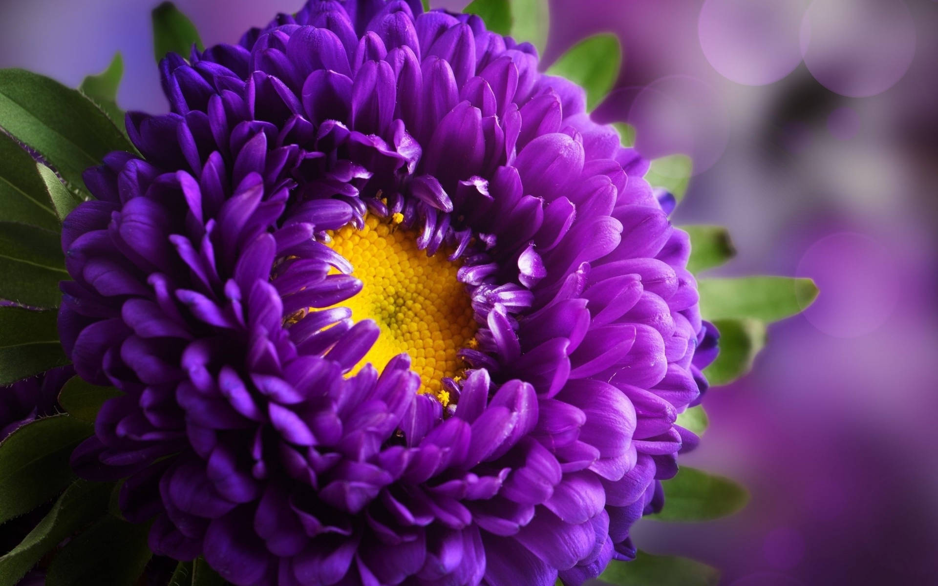 100 Purple Flower Desktop Wallpapers