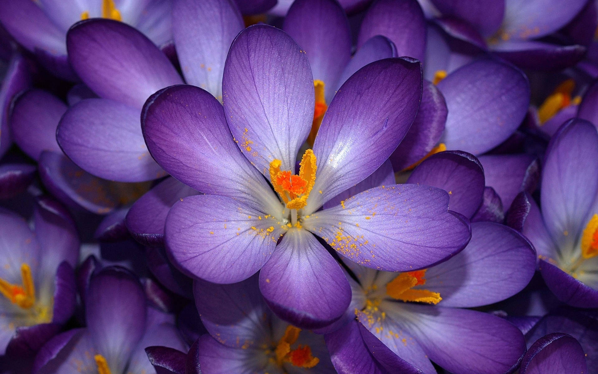 Lovely Purple Flower Desktop Wallpaper