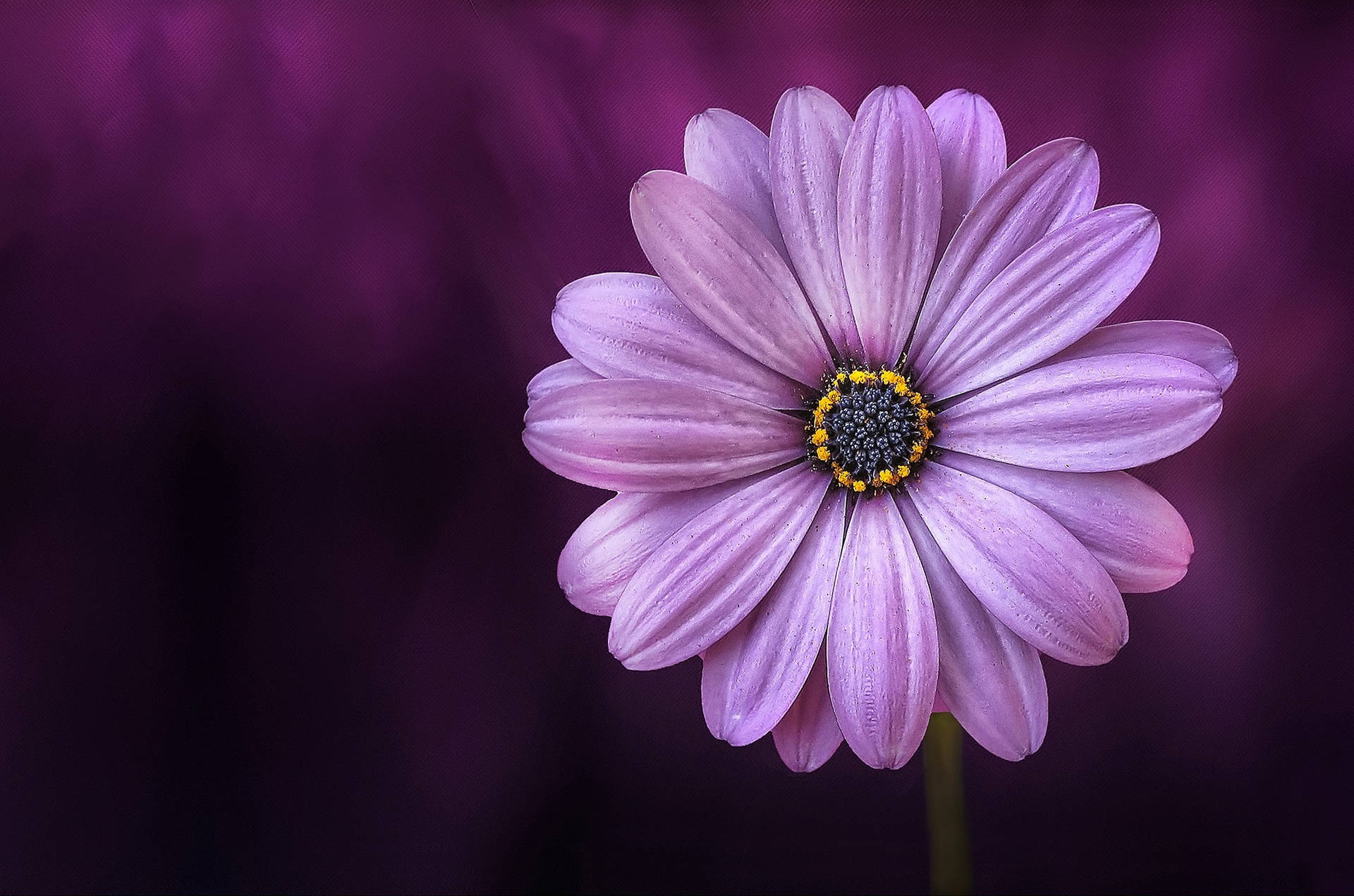 Stunning Full Bloom Purple Flower Desktop Wallpaper