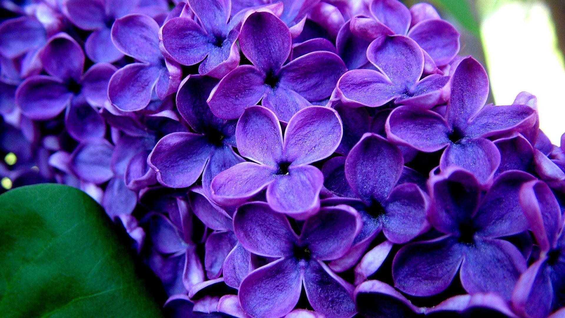 Verschönernsie Ihren Tag Mit Einem Farbenfrohen Lila Blumen-desktop Wallpaper