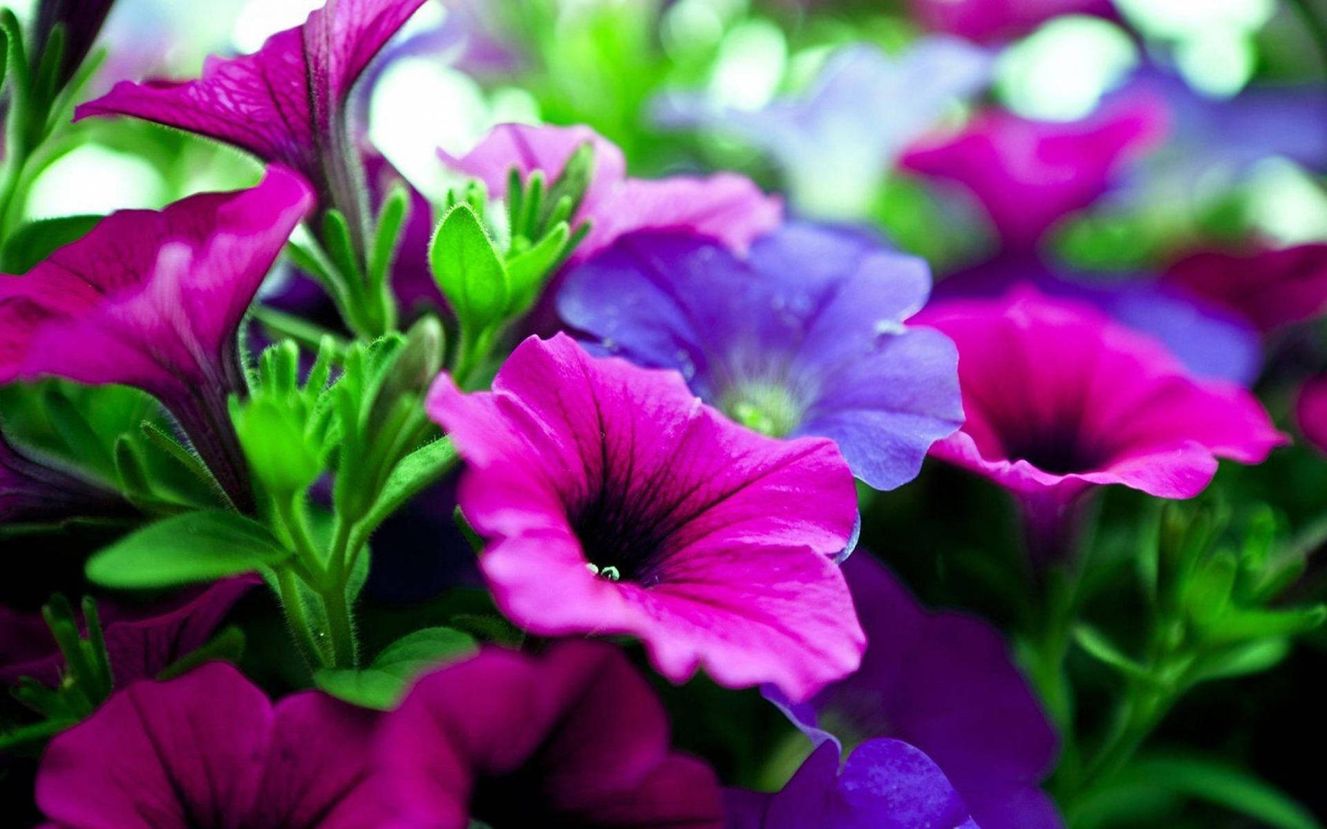 Beautiful Focus Of The Purple Flower Desktop Wallpaper