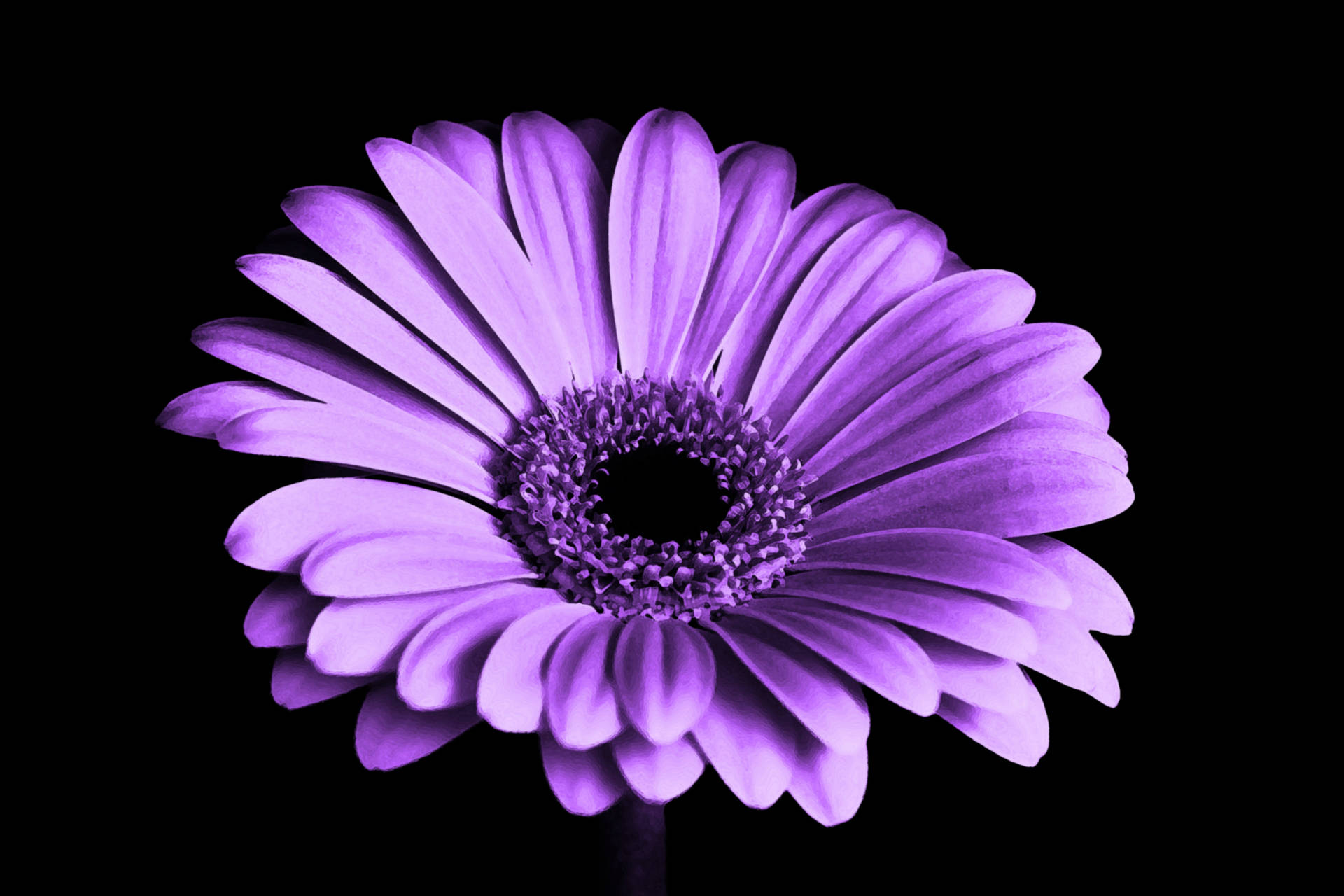 Full Bloom Beautiful Purple Flower Desktop Wallpaper