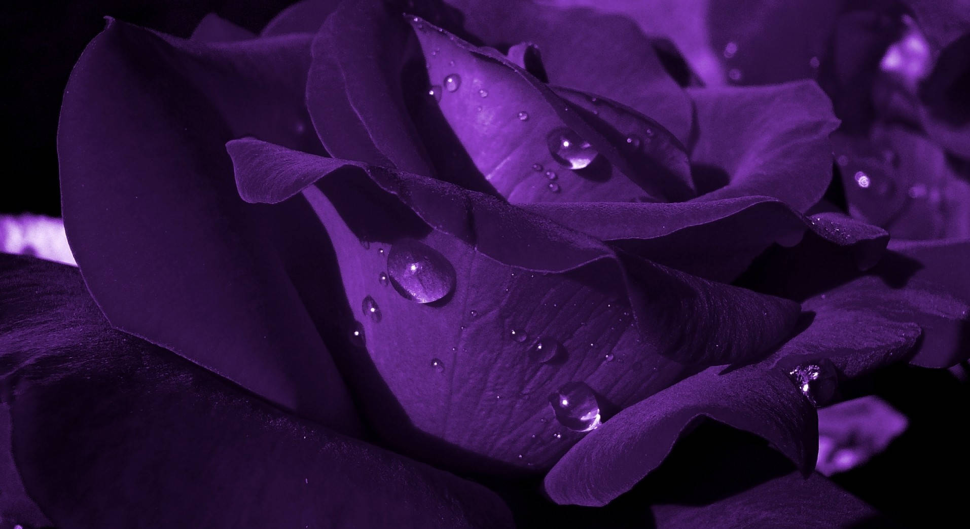 Realistic Image Of Purple Flower Desktop Wallpaper