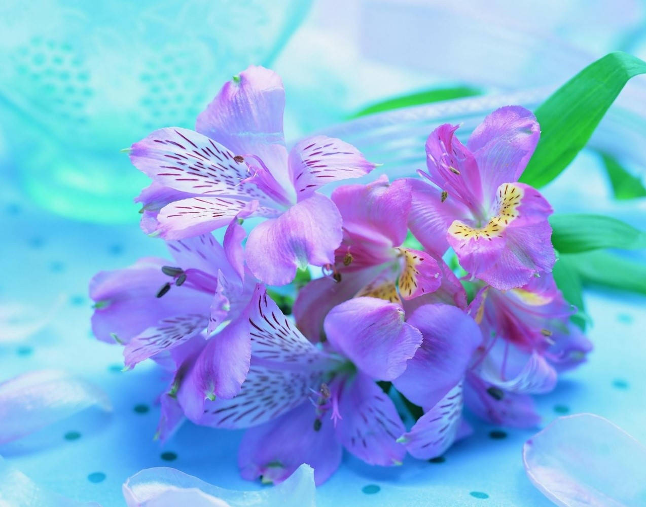 Orchids Purple Flower Desktop Wallpaper
