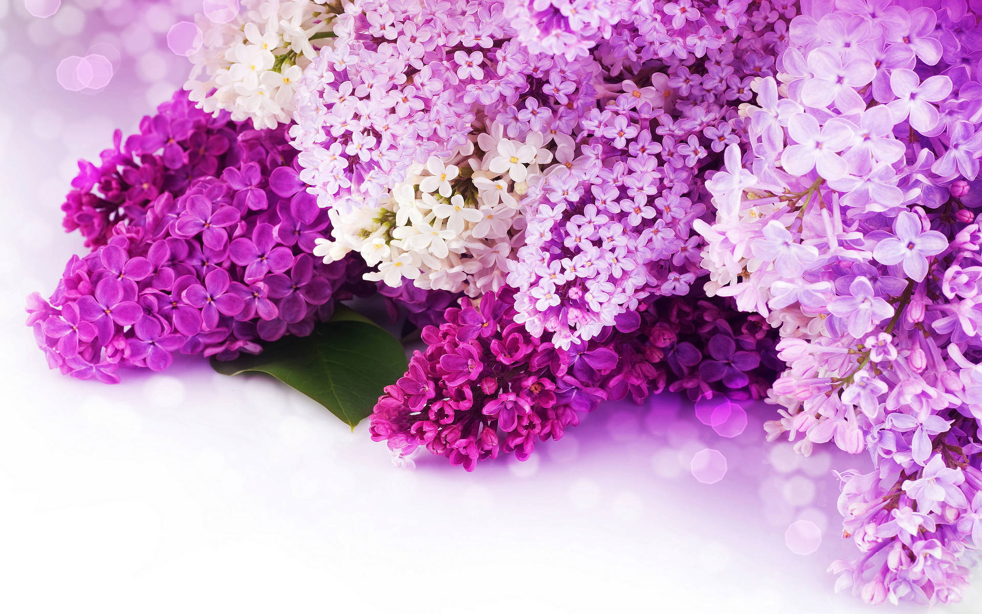 Lilas On A White Background With Purple And White Flowers Wallpaper