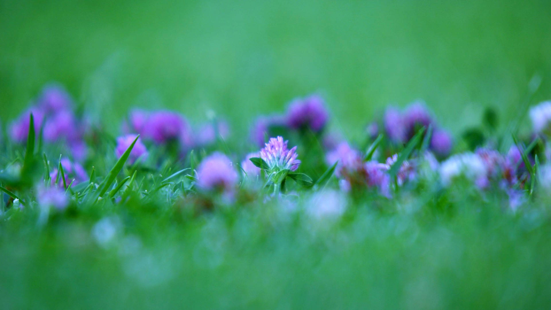 A Close Up Of Purple Flowers In The Grass Wallpaper