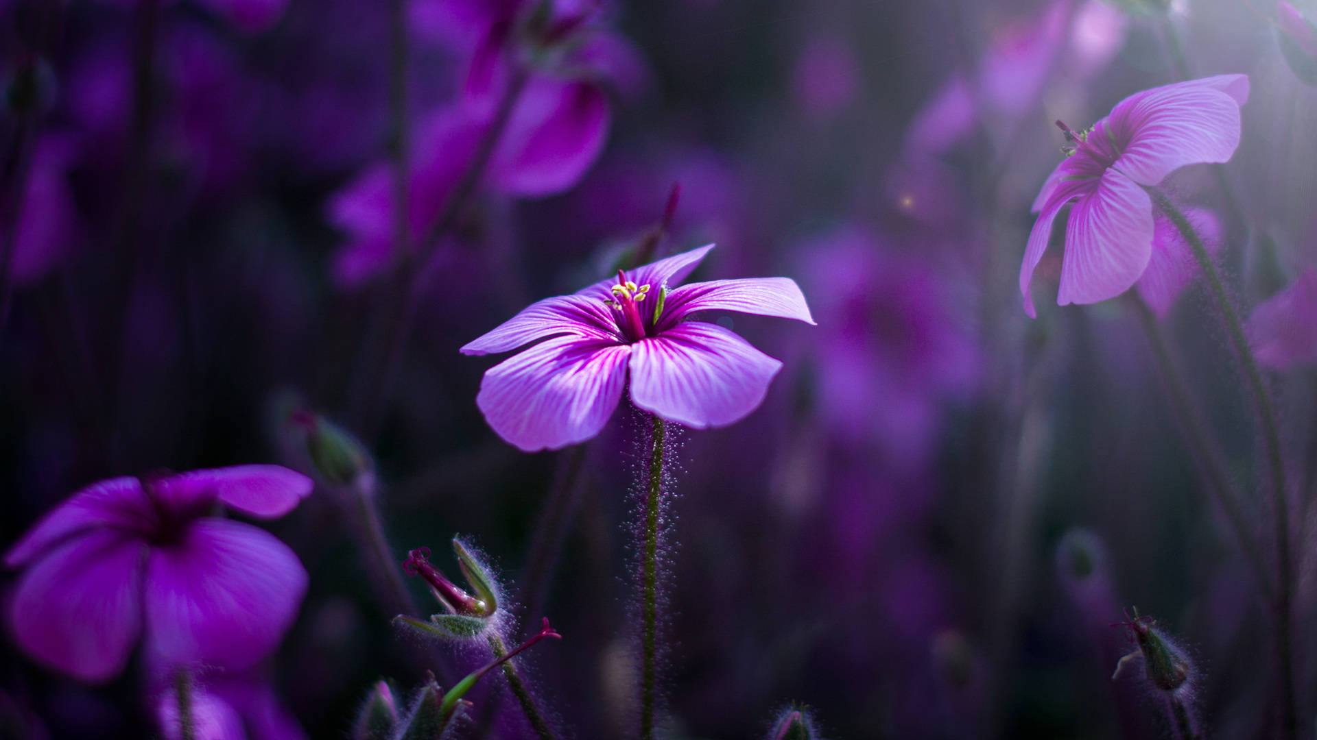 Beautiful Purple Flower Desktop Wallpaper