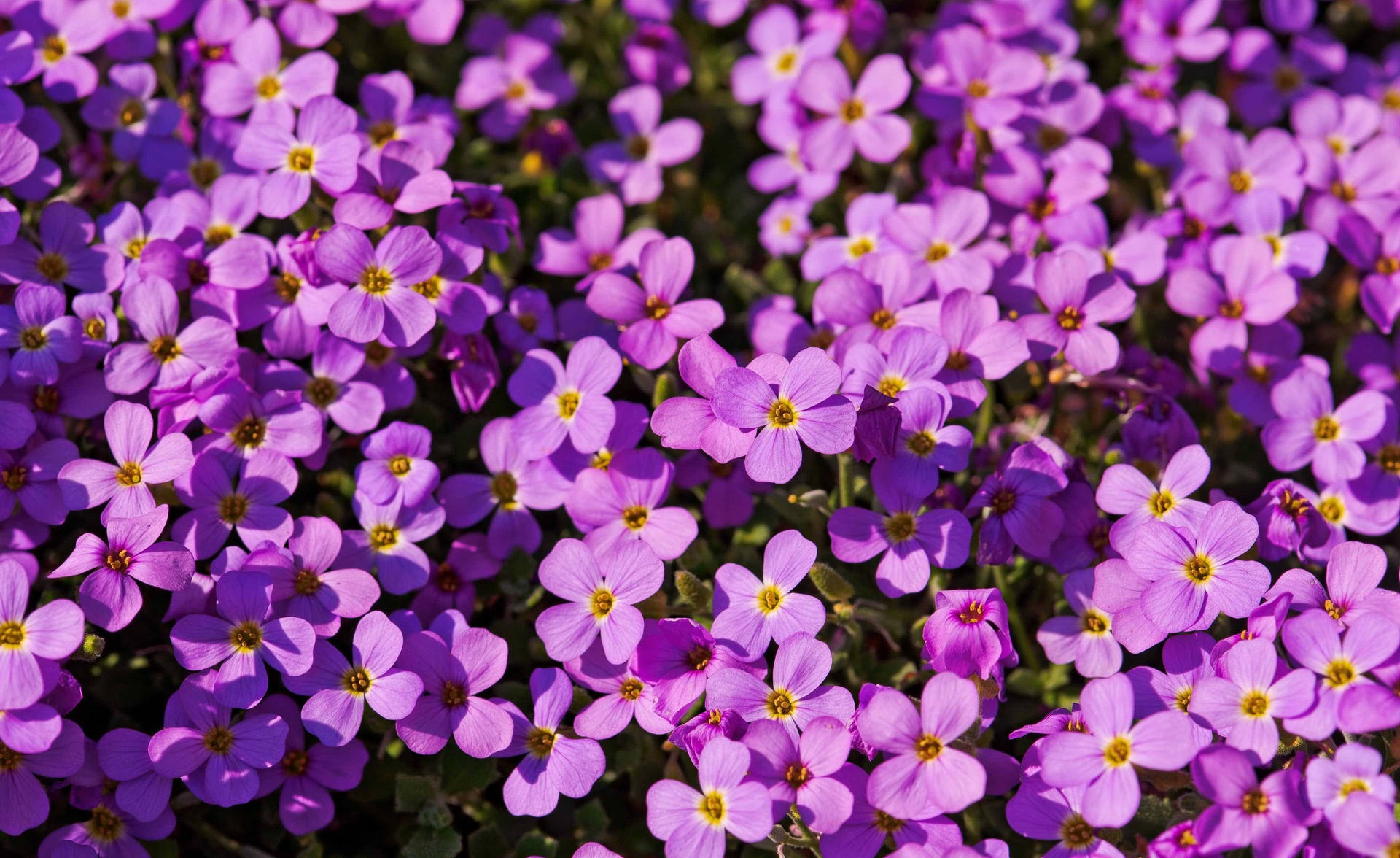A Field of Purple Flowers Blooming in the Sun Wallpaper