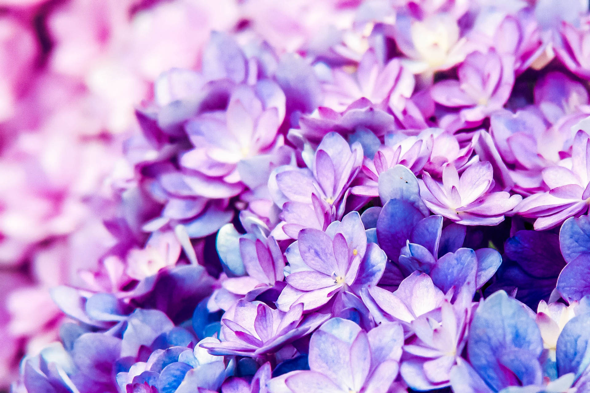 Ettvackert Bukett Med Lavendelblommor På En Minimalistisk Grå Dataskärm. Wallpaper