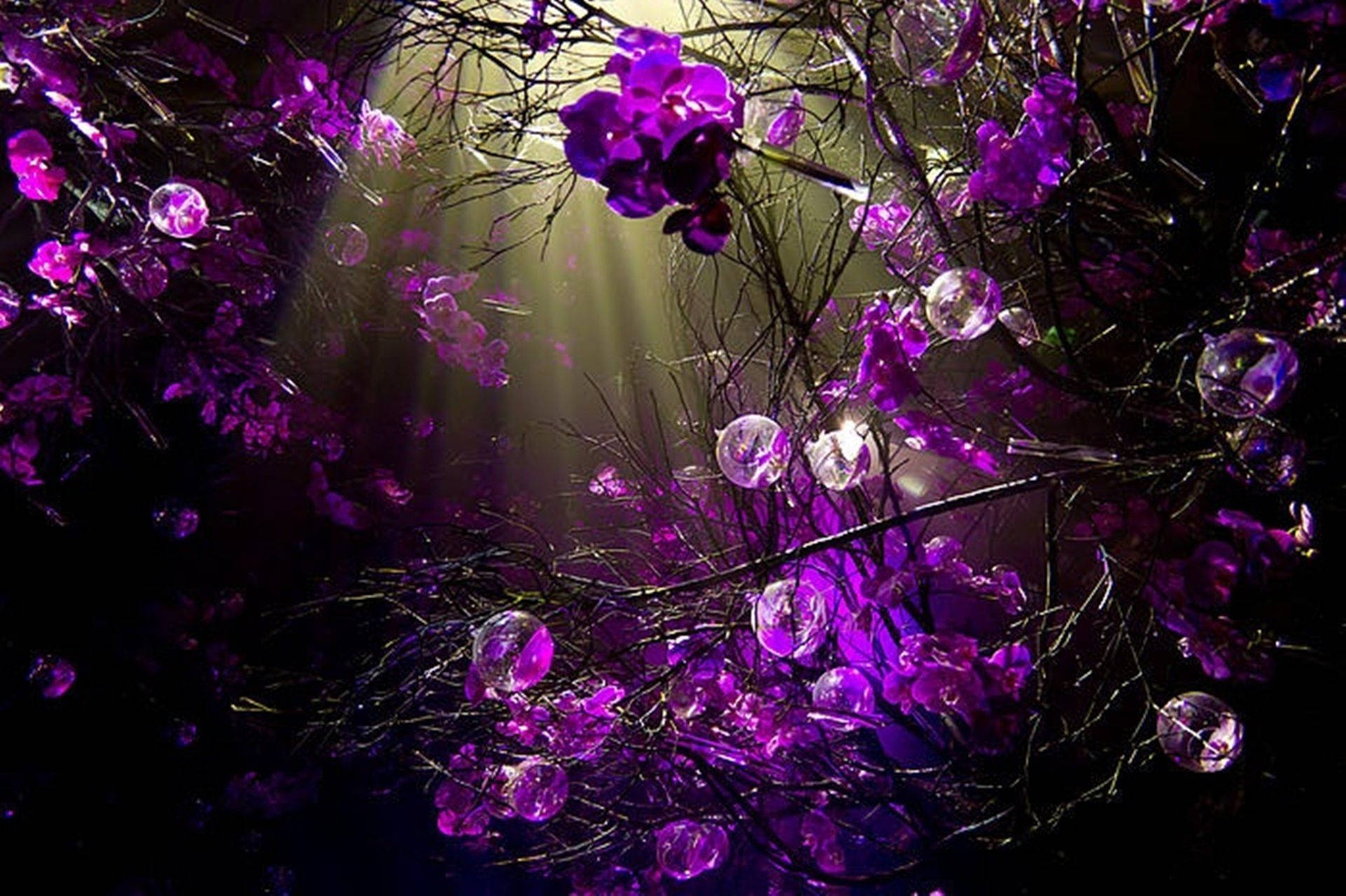 Sunlight In The Purple Flower Desktop Wallpaper