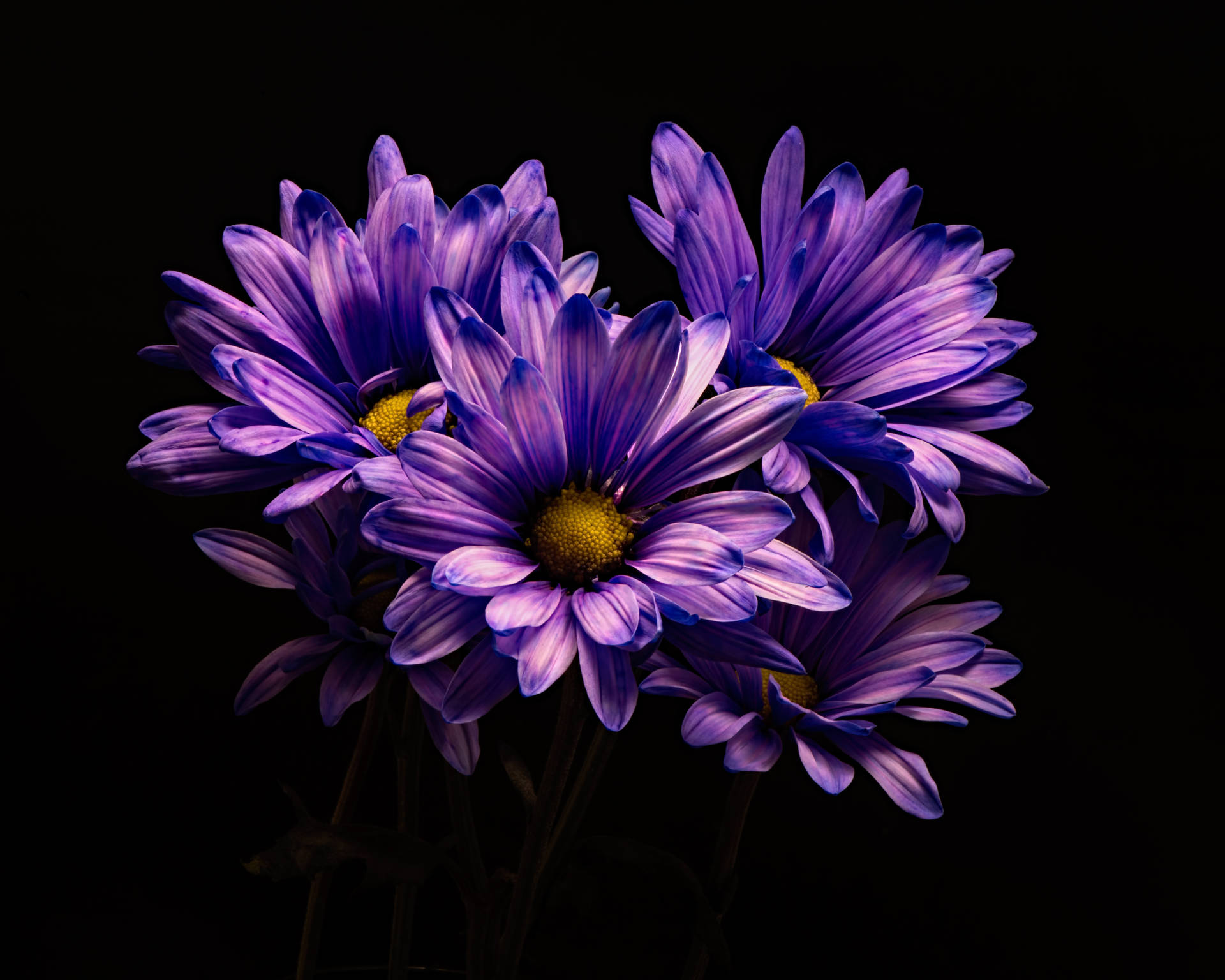 Realistic Purple Flower Desktop Wallpaper
