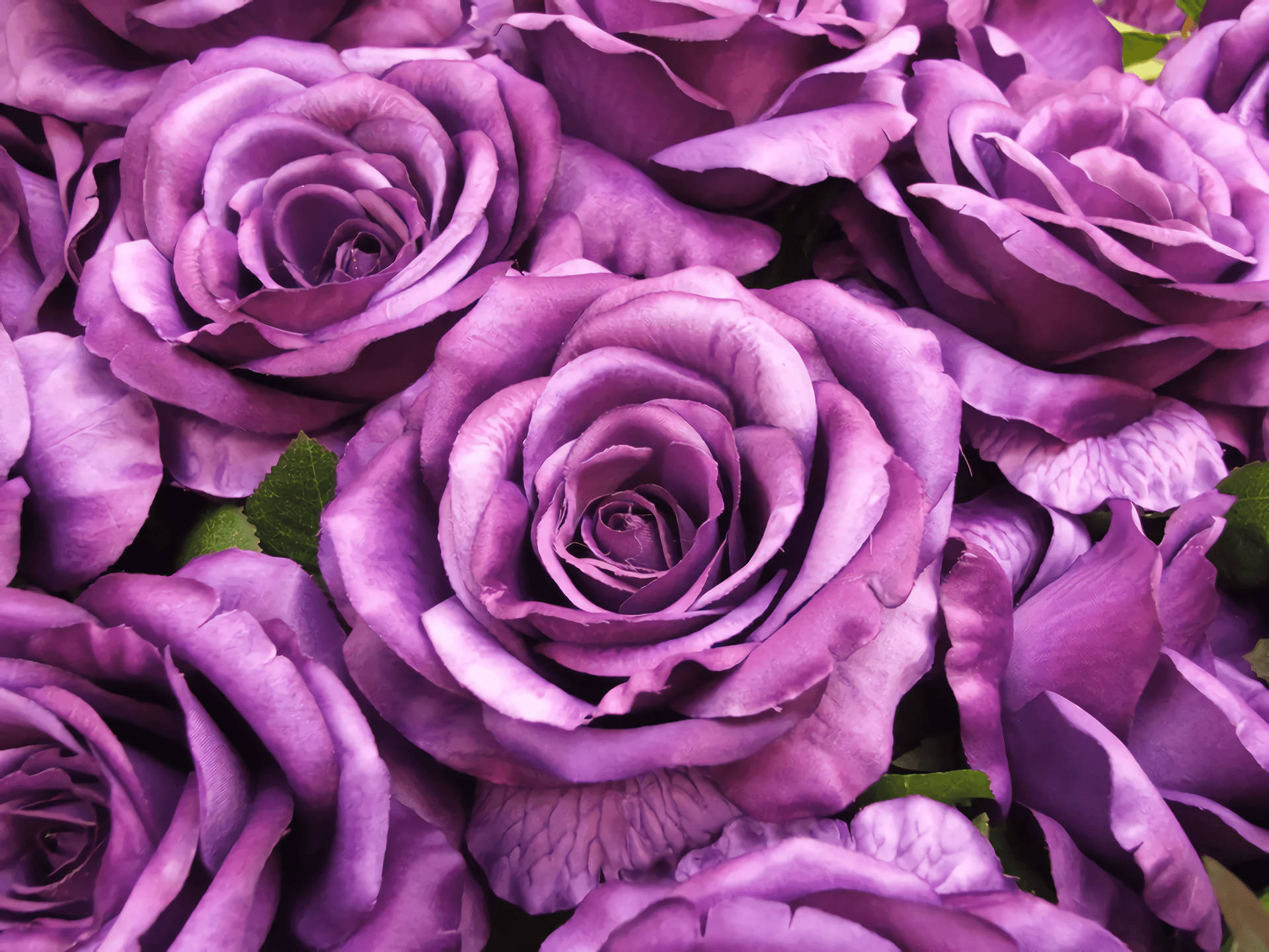 Rose Purple Flower Desktop Wallpaper