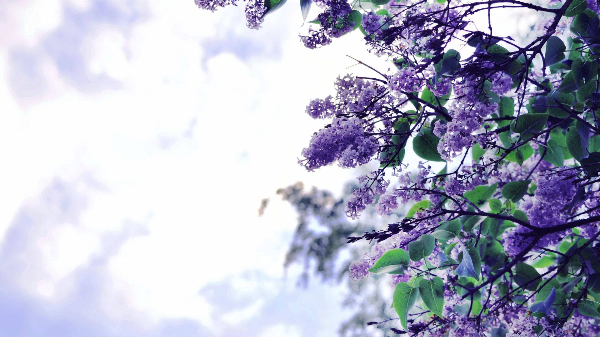 Bright Sky And Purple Flower Desktop Wallpaper