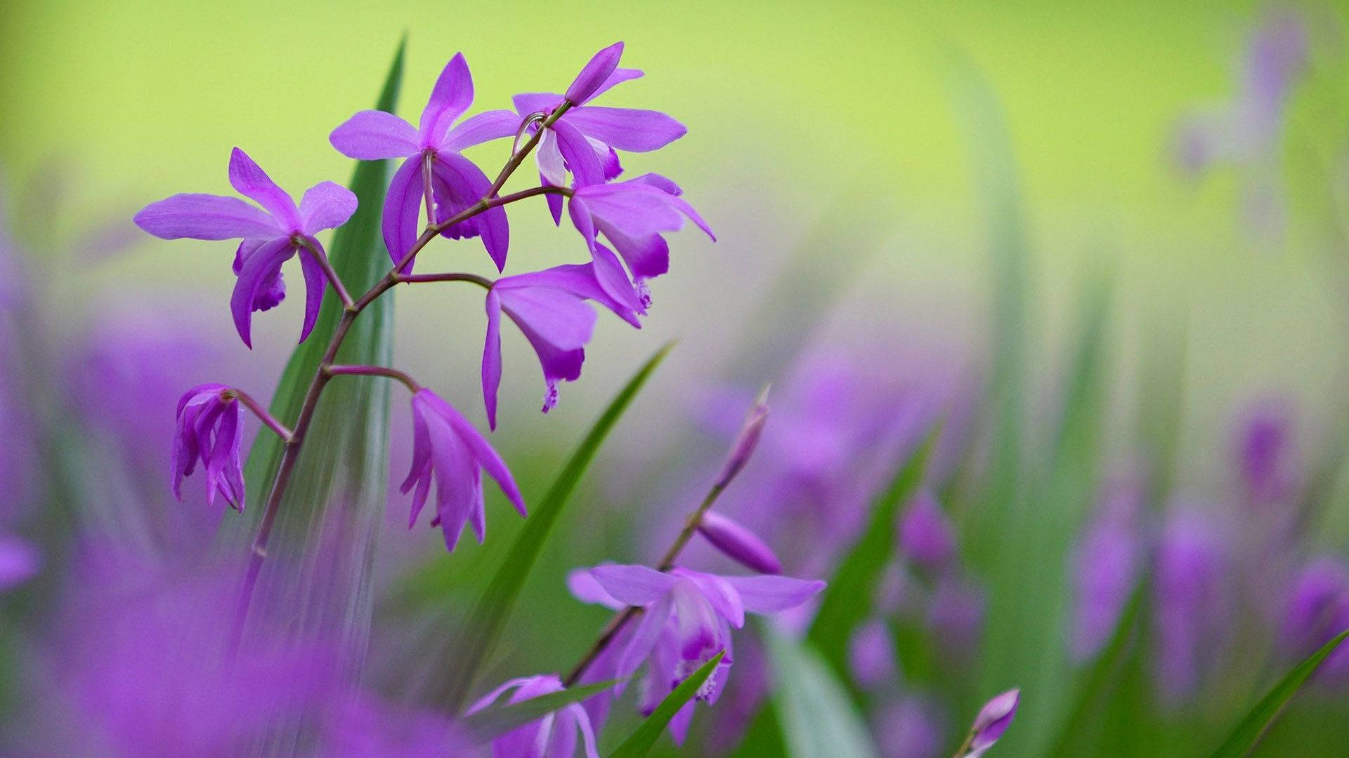 Image  A Vibrant Purple Flower on a Desktop Wallpaper