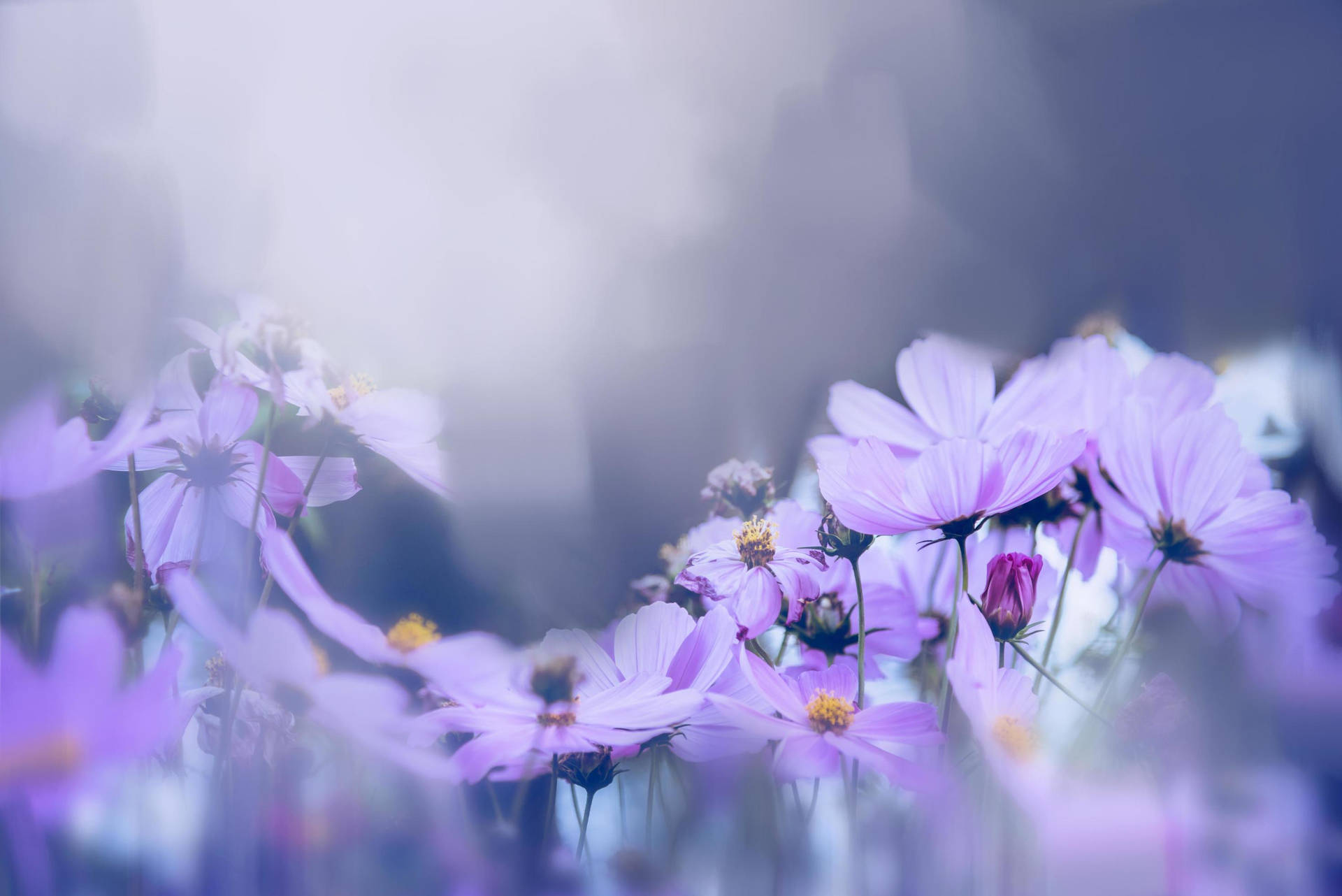 Artwork Of Purple Flower Desktop Wallpaper